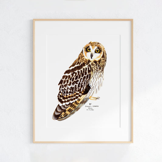 Framed artwork of an Short eared owl on a white background