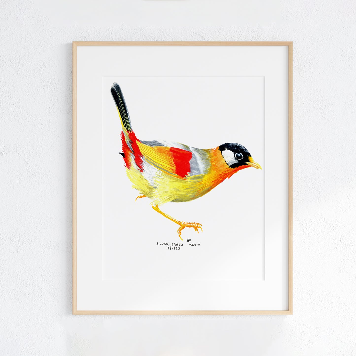 Framed artwork of a colourful Sliver Eared Mesia bird on a white background