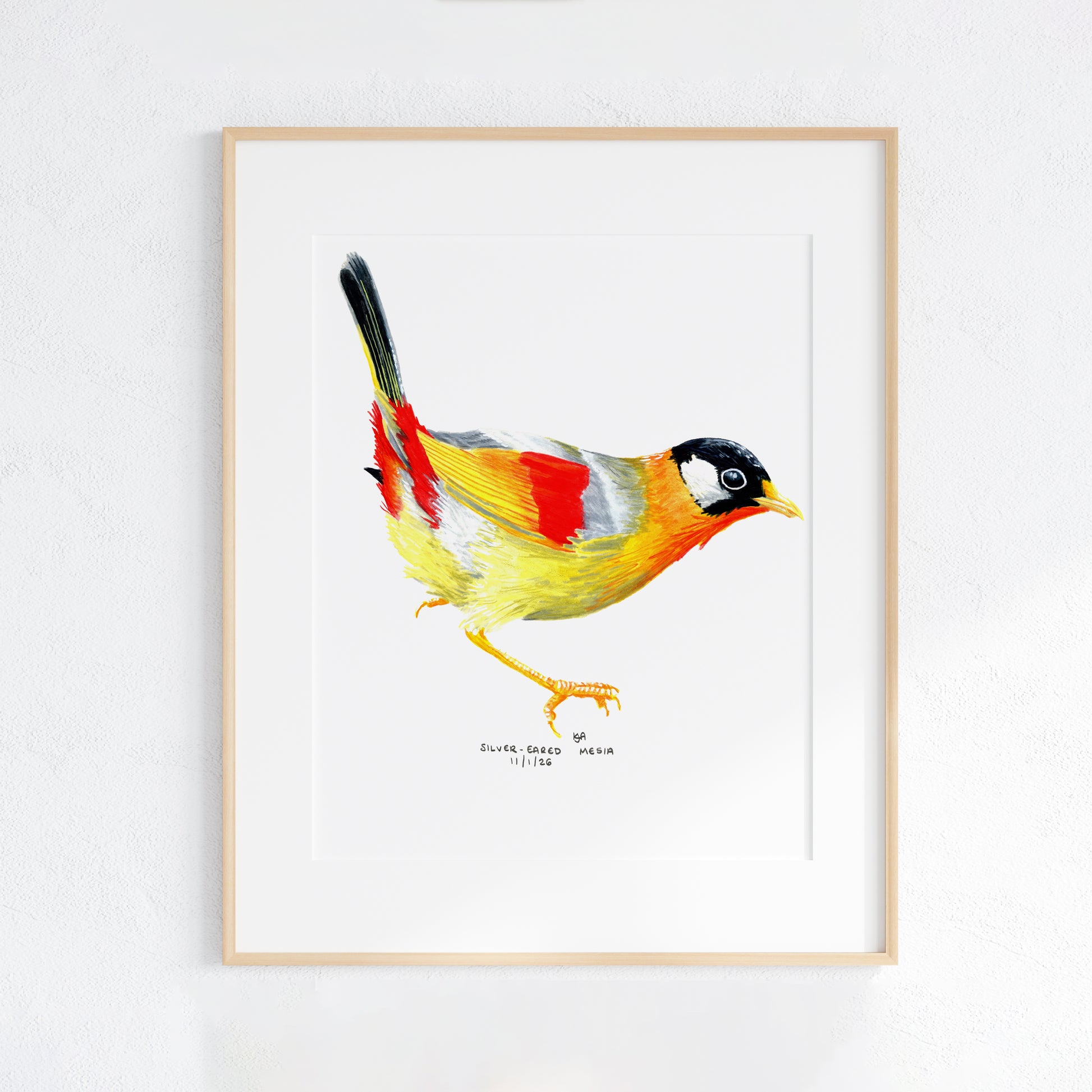 Framed artwork of a colourful Sliver Eared Mesia bird on a white background
