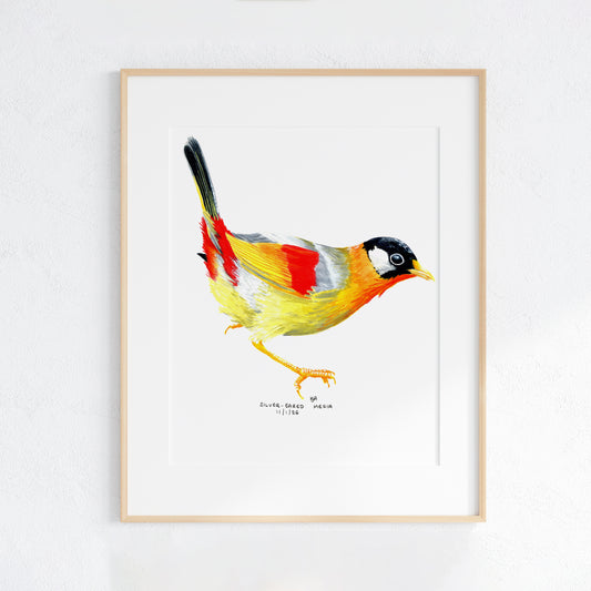 Framed artwork of a colourful Sliver Eared Mesia bird on a white background