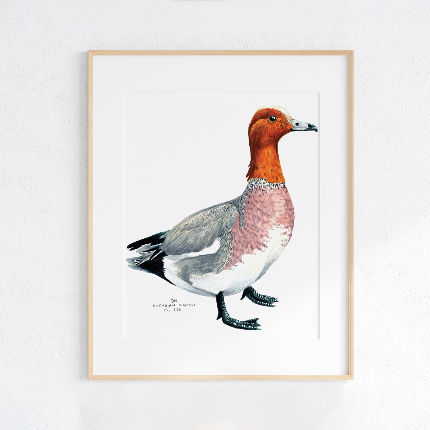 Framed artwork of a Wigeon duck artwork with a white background
