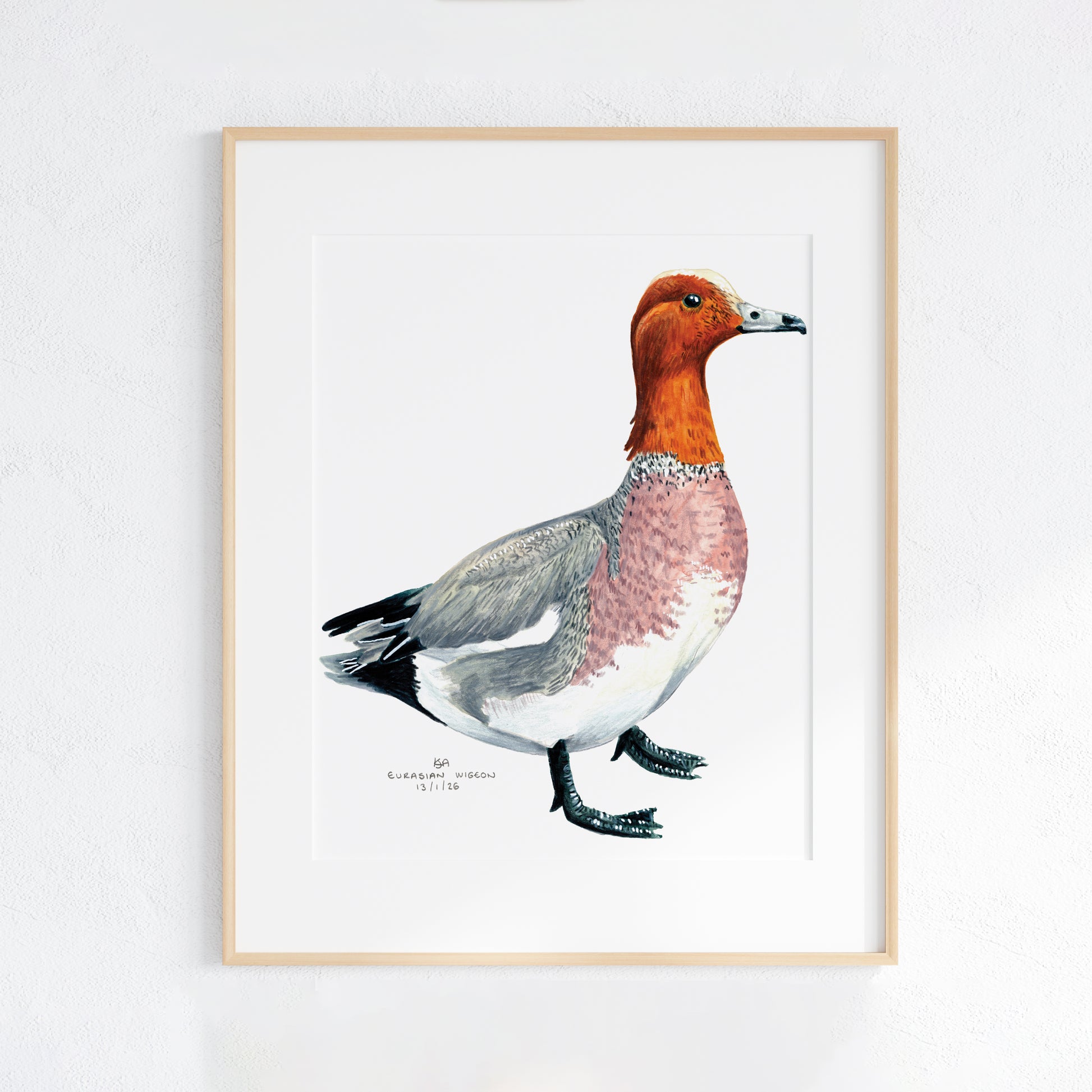 Framed artwork of a Wigeon duck artwork with a white background