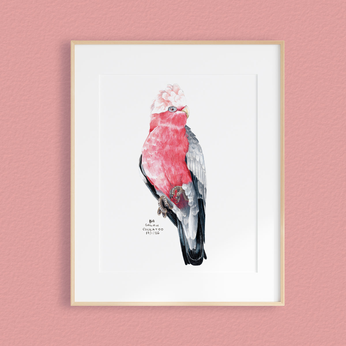 A framed mixed media original painting of a Galah parrot, featuring a light wood frame and white matting, displayed against a textured pink wall.