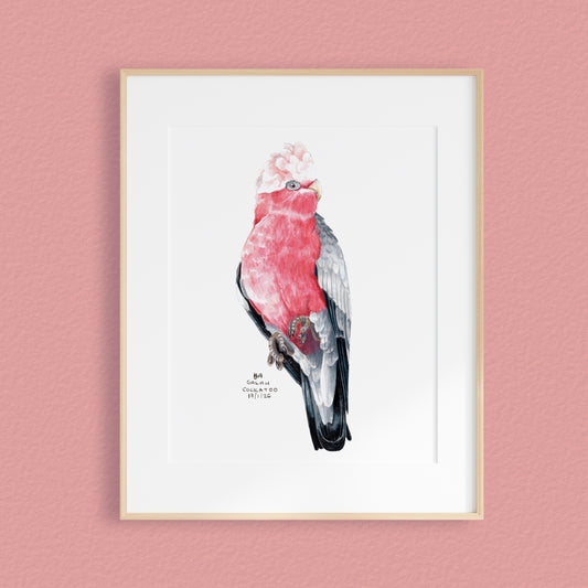 A framed mixed media original painting of a Galah parrot, featuring a light wood frame and white matting, displayed against a textured pink wall.