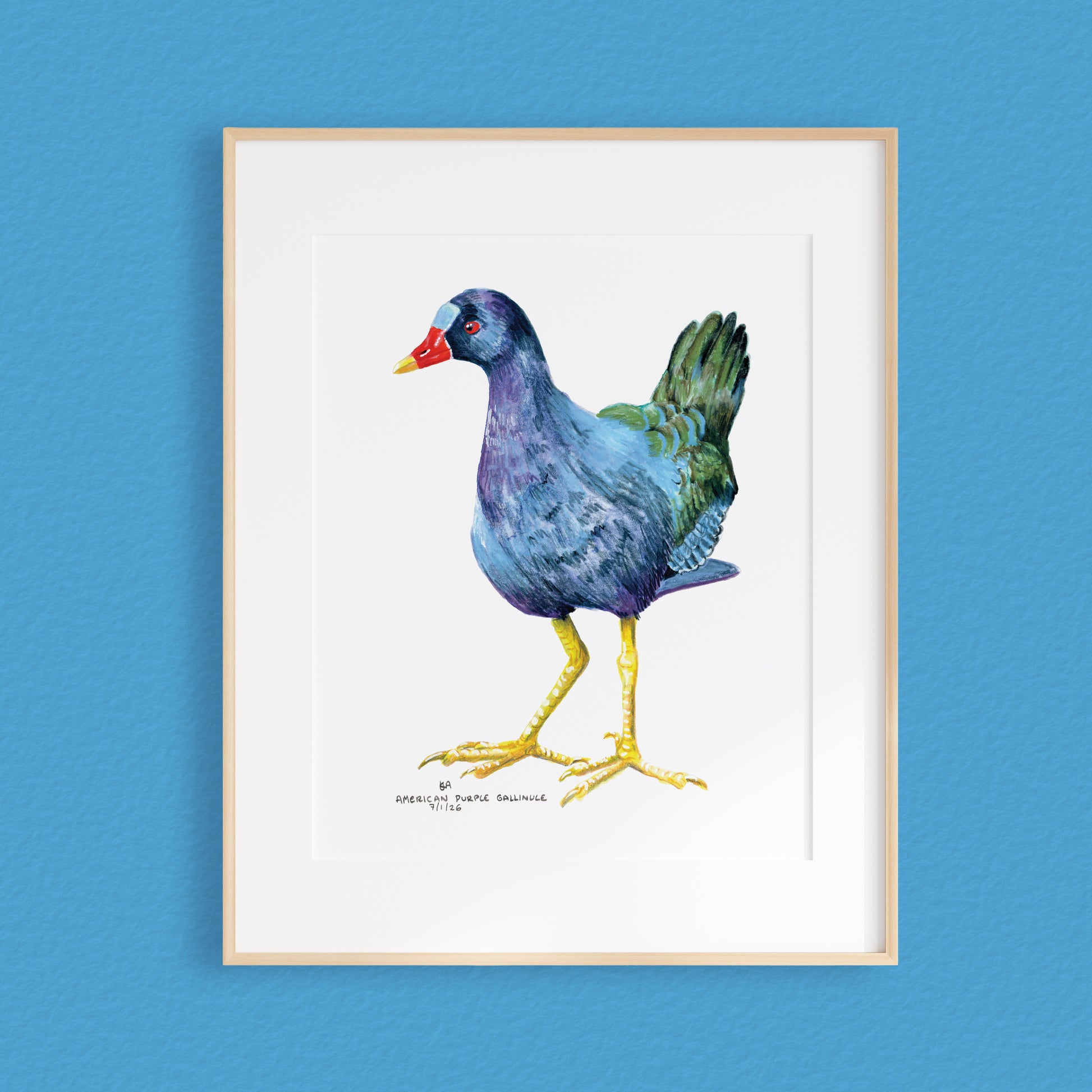 A framed mixed media original painting of a Purple Gallinule featuring a light wood frame on white, displayed against a textured blue wall.