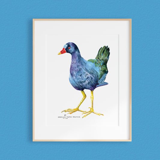 A framed mixed media original painting of a Purple Gallinule featuring a light wood frame on white, displayed against a textured blue wall.