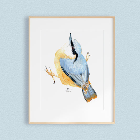 A framed mixed media original painting of a Nuthatch, featuring a light wood frame and white matting, displayed against a textured pale blue wall.