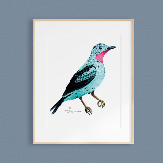 Framed bird Original artwork featuring a turquoise and black bird with a bright pink chest, mounted with a white picture mount within a light wood frame against a textured blue-gray wall.