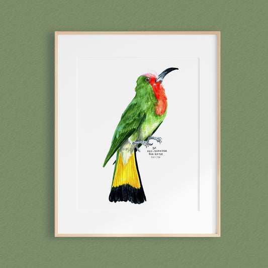 A framed mixed media original painting of a Red-Beared Bee-Eater, featuring a light wood frame and white matting, displayed against a textured green wall.