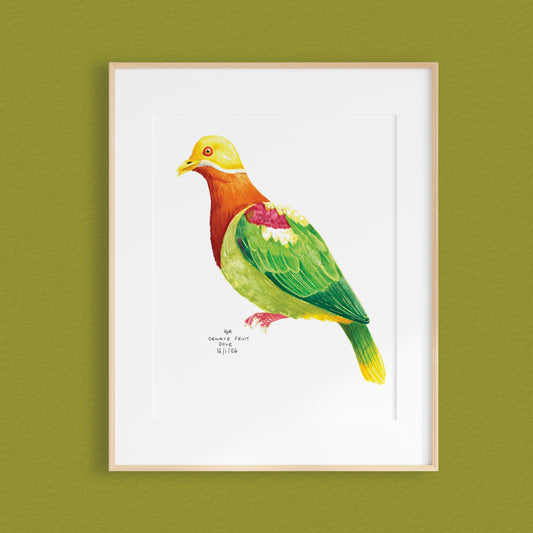 A framed mixed media original painting of a Ornate Fruit Dove, featuring a light wood frame and white matting, displayed against a textured green wall.