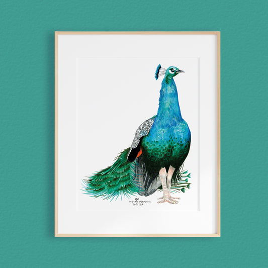 A framed mixed media original painting of a peacock, featuring a light wood frame and white matting, displayed against a textured teal wall.