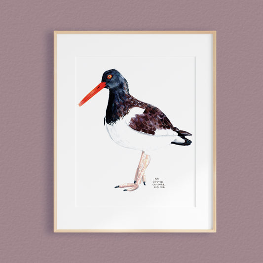 A framed mixed media original painting of a Oyster Catcher, featuring a light wood frame and white matting, displayed against a textured purple brown wall.