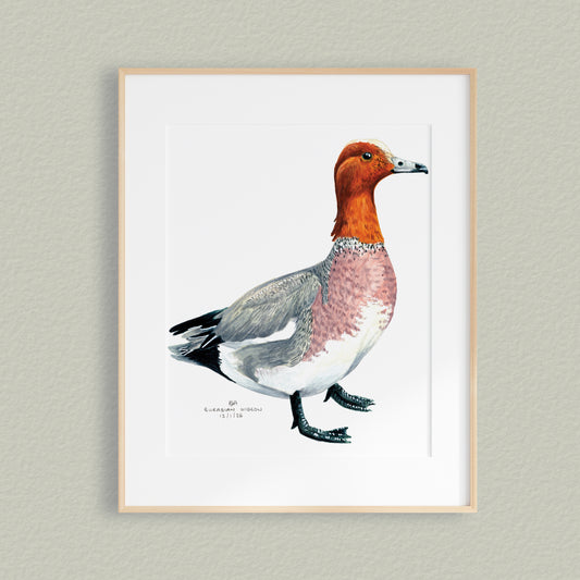 A framed mixed media original painting of a Wigeon dukc, featuring a light wood frame and white, displayed against a textured pale green-grey wall.