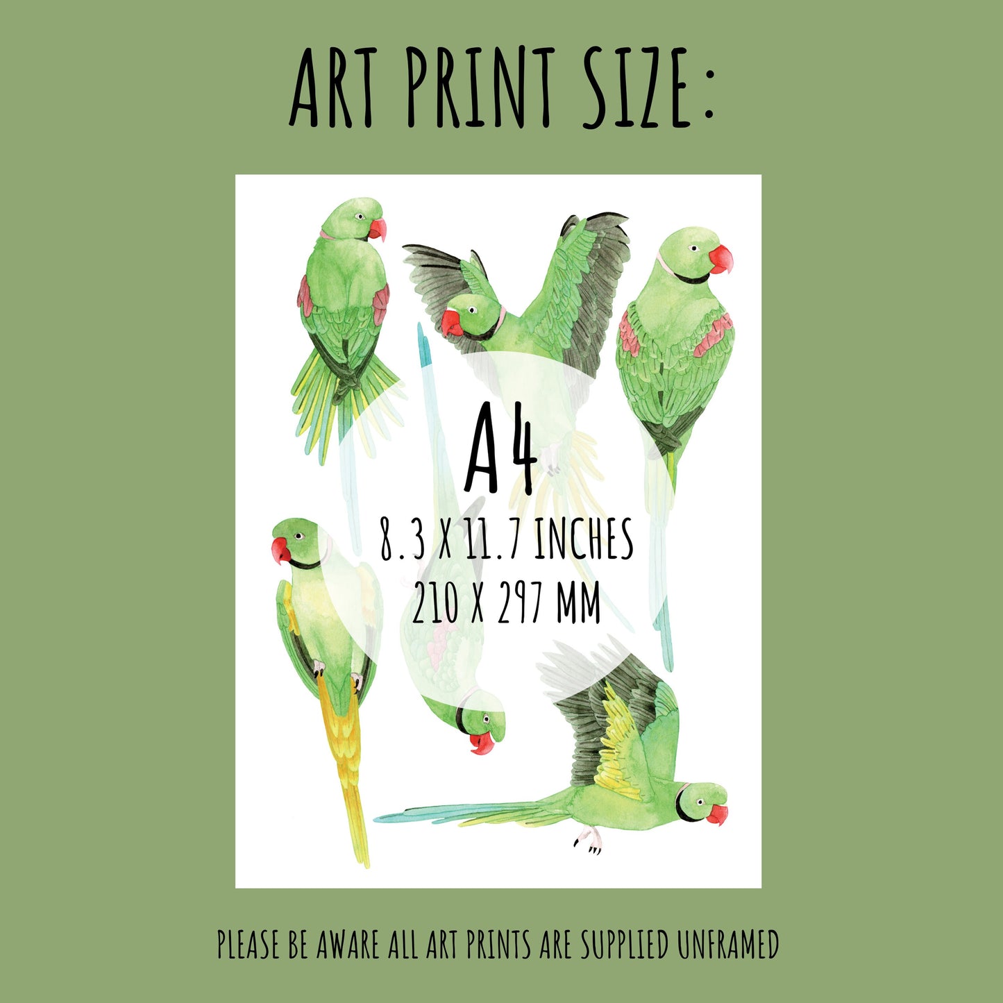 Green Indian Ringneck Parakeet Art Print - Unframed A4 Exotic Bird Illustration