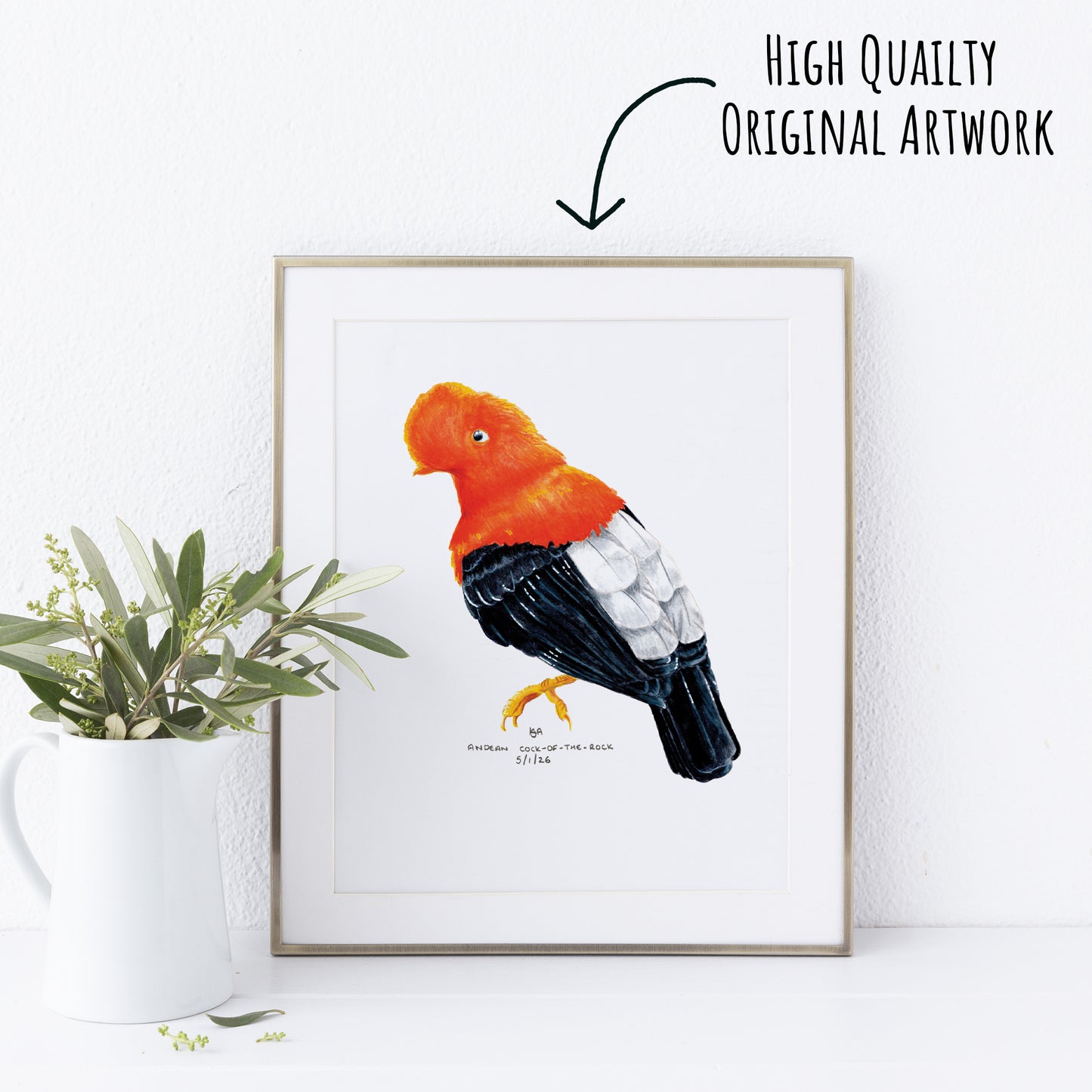 Framed artwork of a colourful red and black Andean cock of the rock bird on a white wall with a plant to the left.