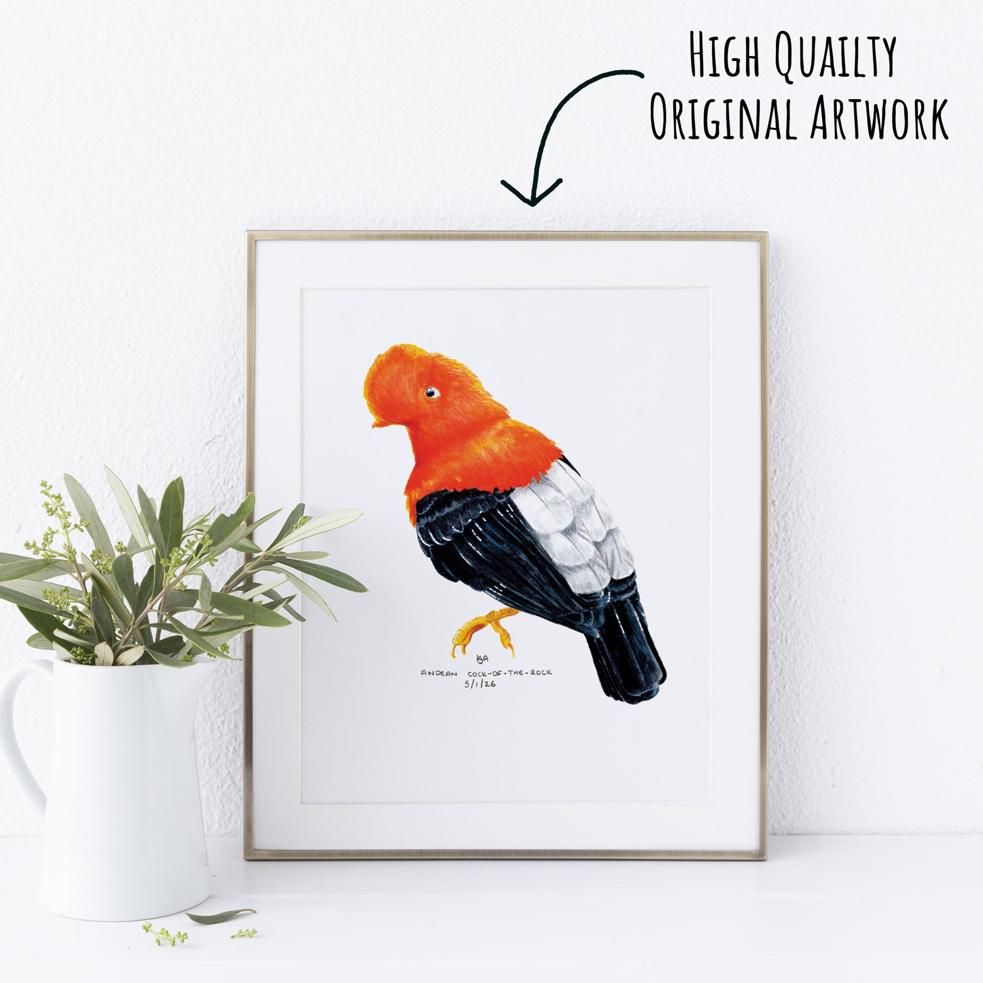 Framed artwork of a colourful red and black Andean cock of the rock bird on a white wall with a plant to the left.