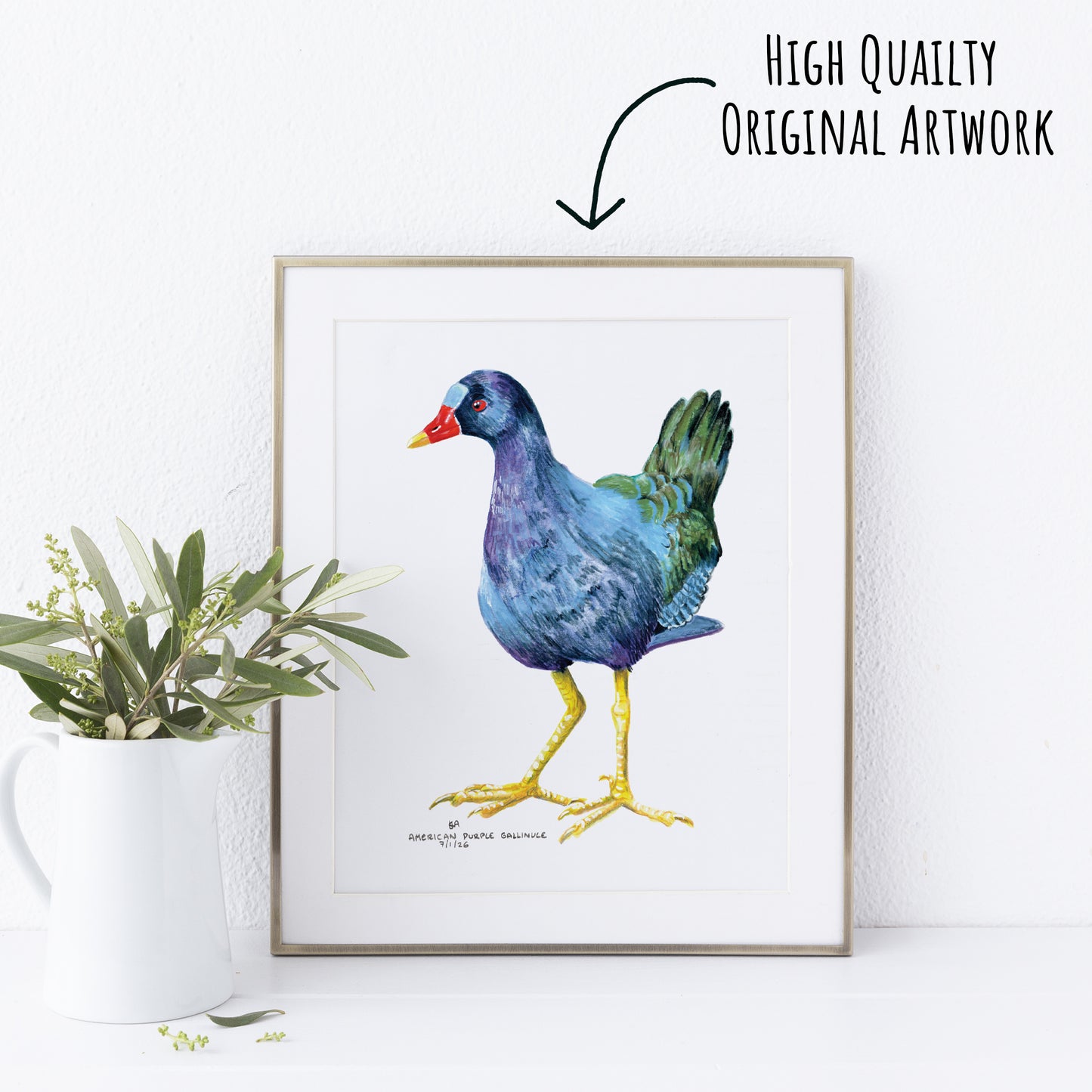 Framed artwork of a colourful American Purple Gallinule bird with a plant on a white surface