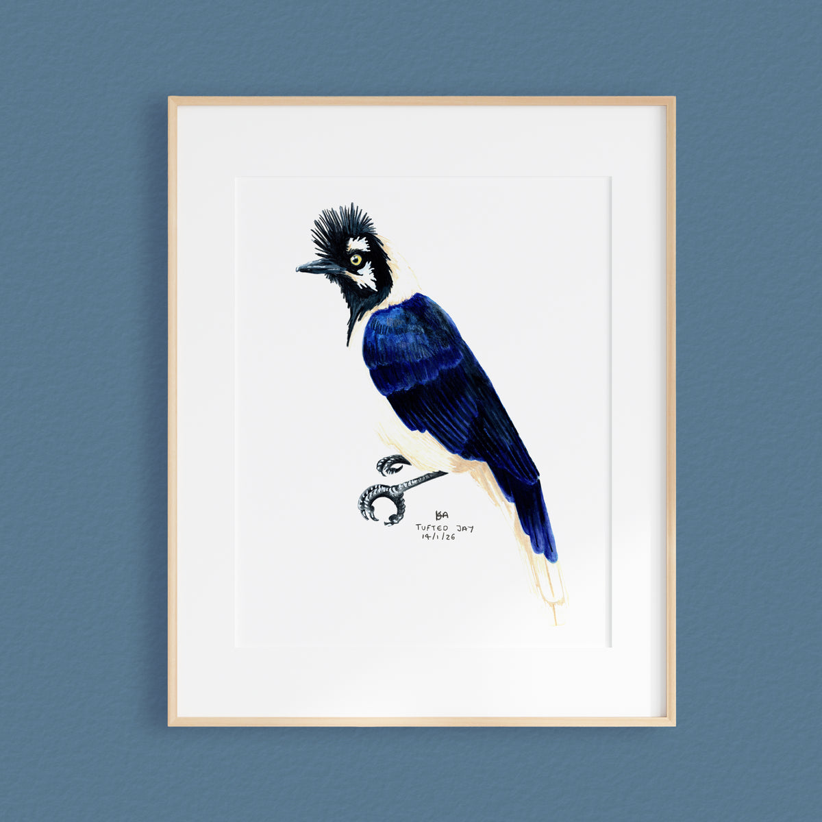 A framed bird artwork featuring a detailed illustration of a Tufted Jay with a black crest, dark blue body, and white chest, mounted in a light wood frame against a textured blue wall.