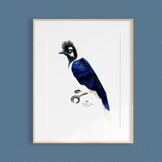A framed bird artwork featuring a detailed illustration of a Tufted Jay with a black crest, dark blue body, and white chest, mounted in a light wood frame against a textured blue wall.