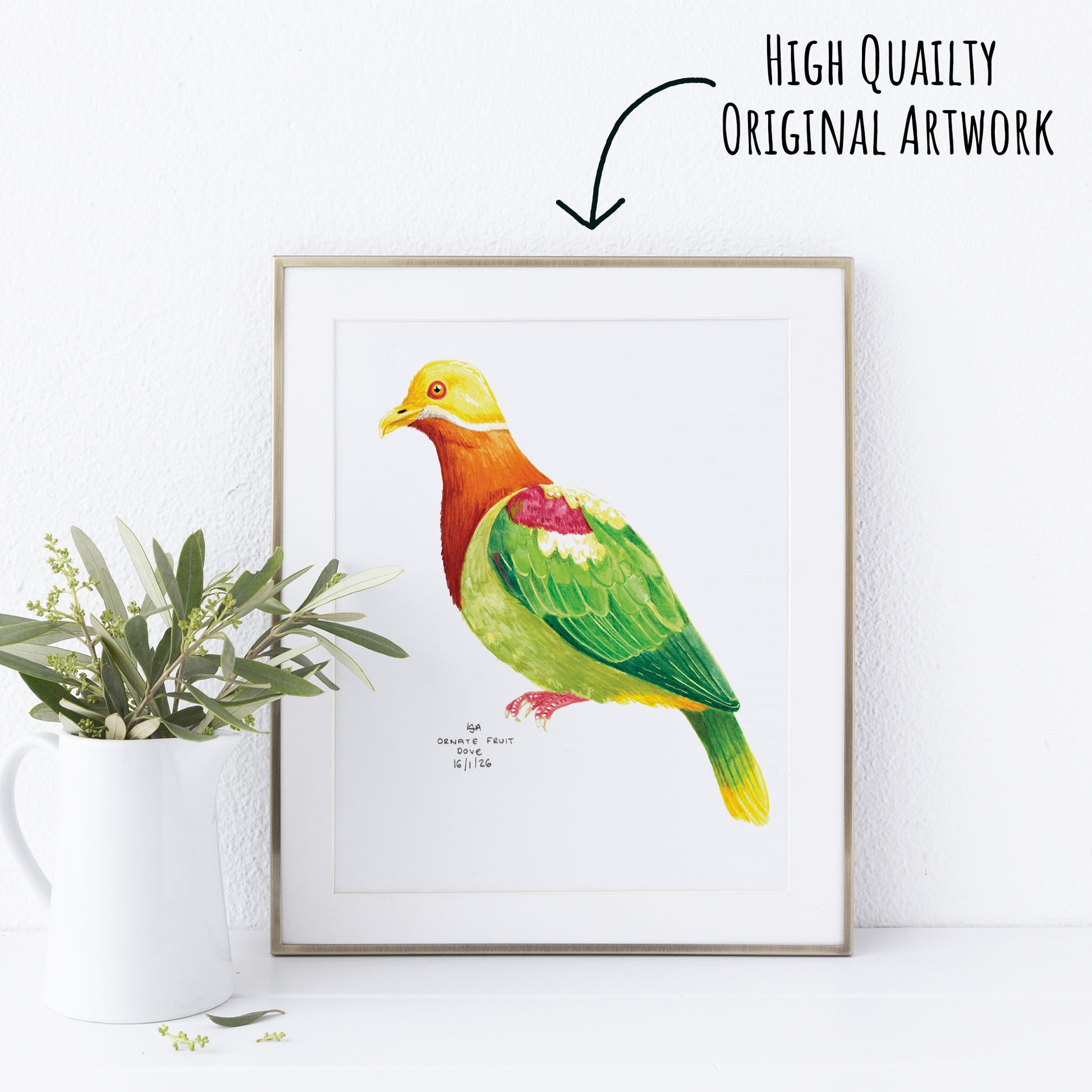 Framed artwork of a colourful ornate fruit dove bird on a white wall with a plant to the left.