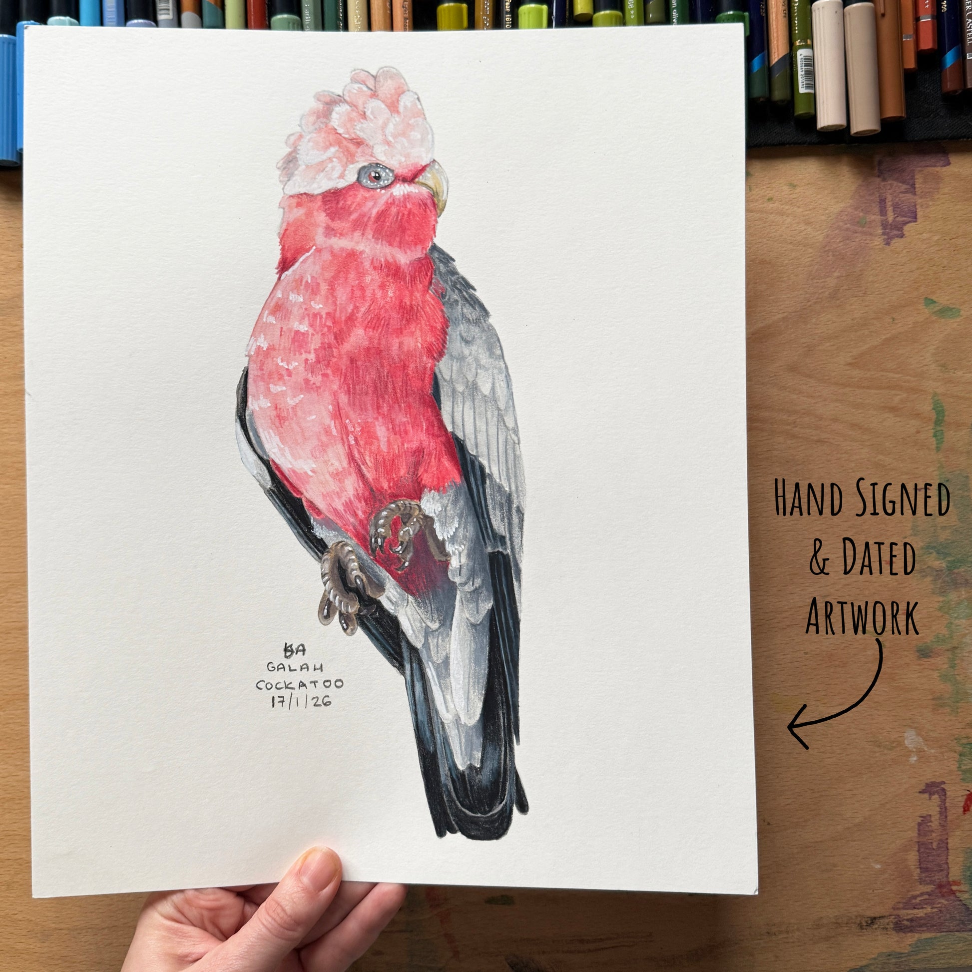 Hand-drawn artwork of a pink and gray galah cockatoo bird held by a hand on a wooden surface with art materials in the background.