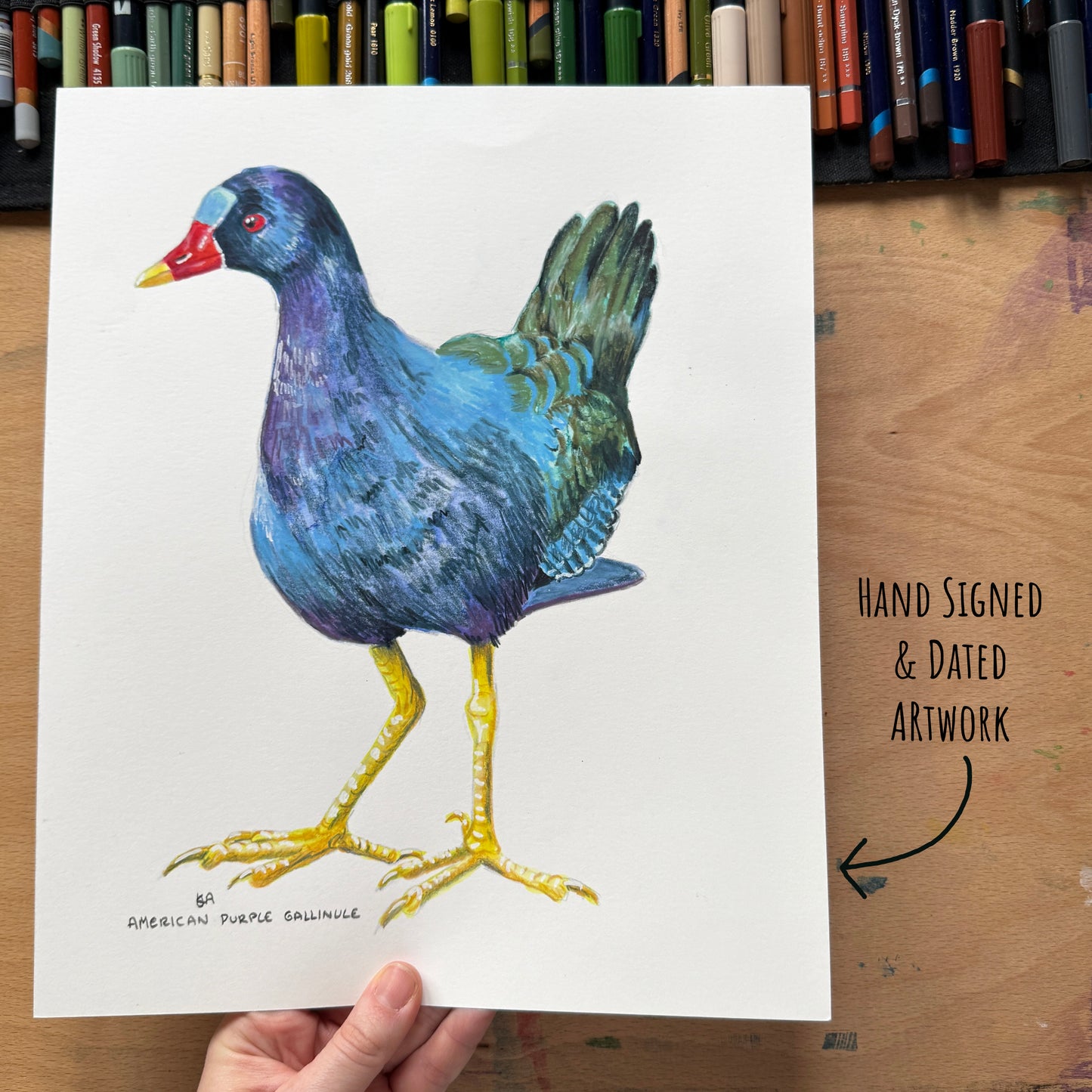 Hand-signed and dated artwork of an American Purple Gallinule on a wooden surface with colored pencils in the background.