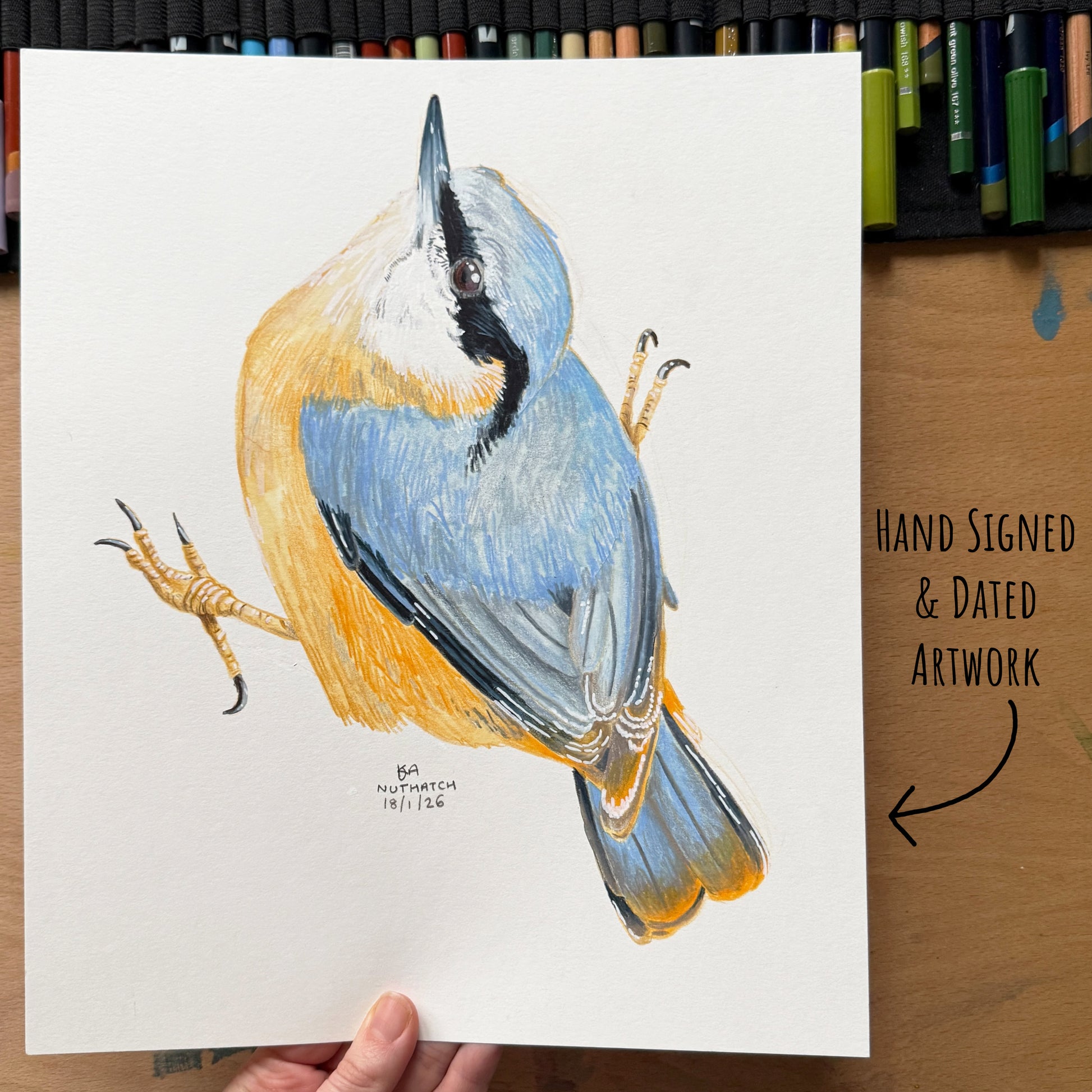 Colourful nuthatch bird illustration on a white sheet being held over a wooden surface with art materials in the background