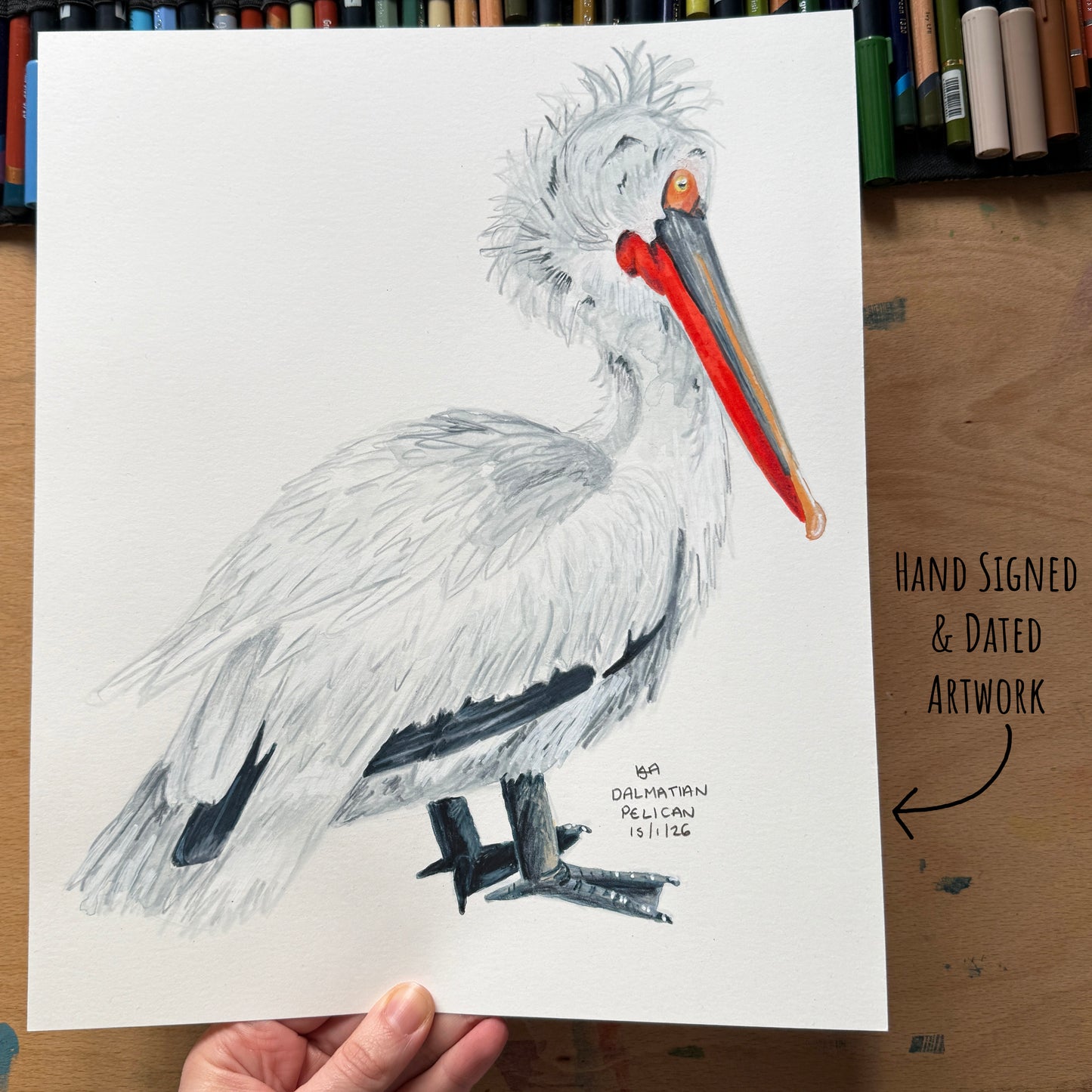 Hand-drawn Dalmatian pelican illustration on a white sheet of paper, held by a hand with a wooden surface and art materials in the background.