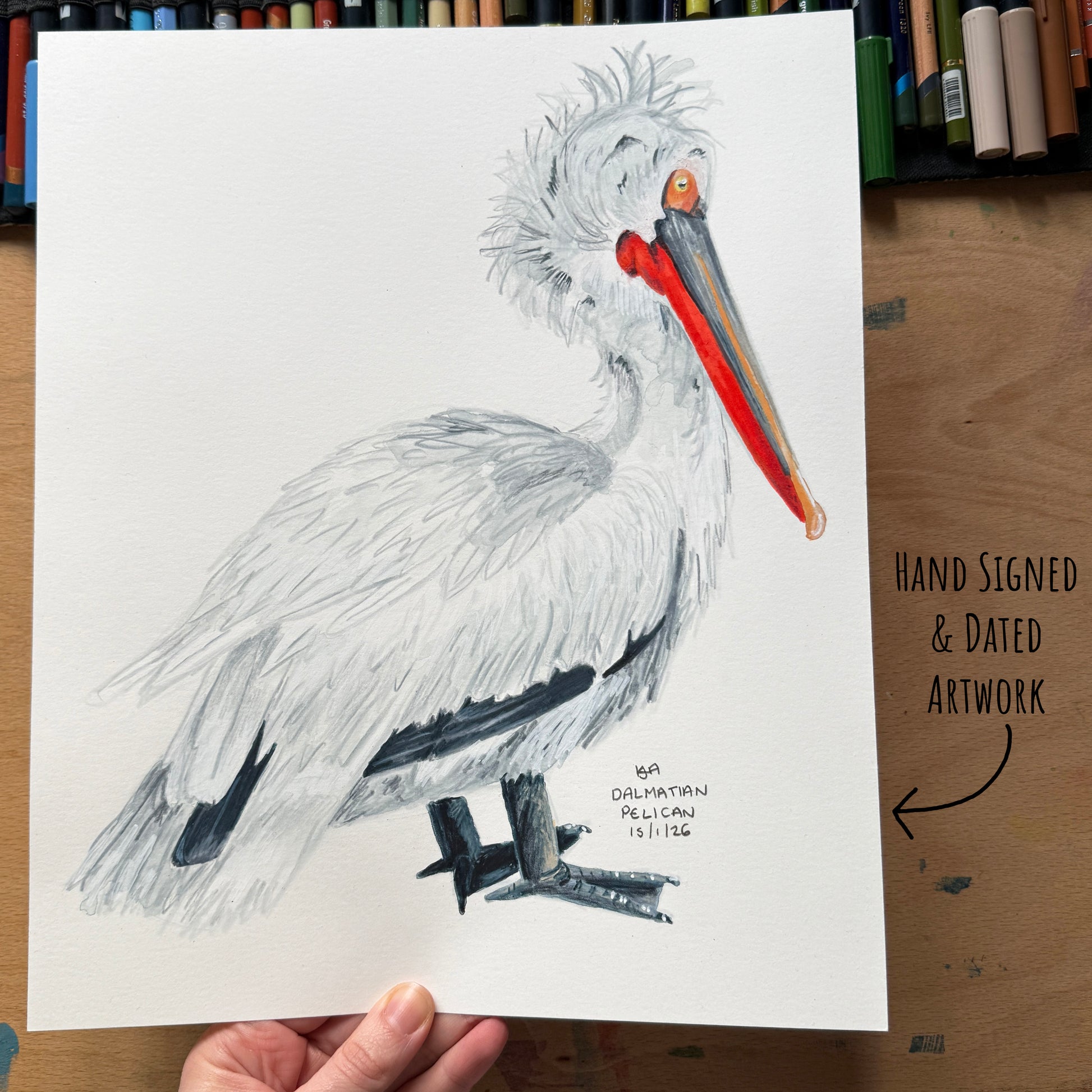Hand-drawn Dalmatian pelican illustration on a white sheet of paper, held by a hand with a wooden surface and art materials in the background.