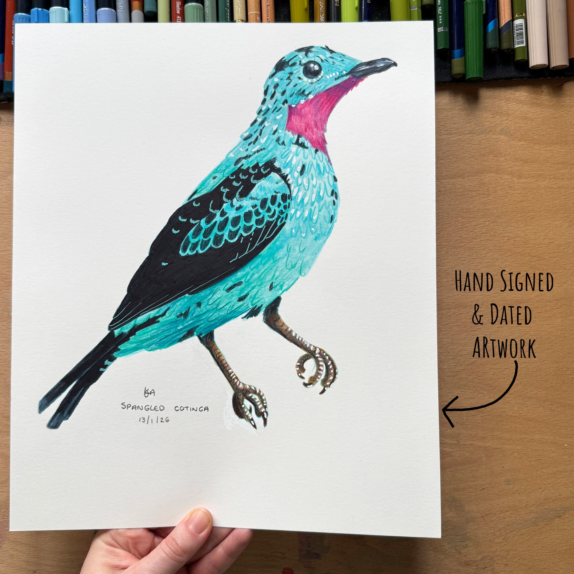 Colourful Spangled Cotinga bird illustration on a white sheet with a hand holding it, on a wooden background in art materials.