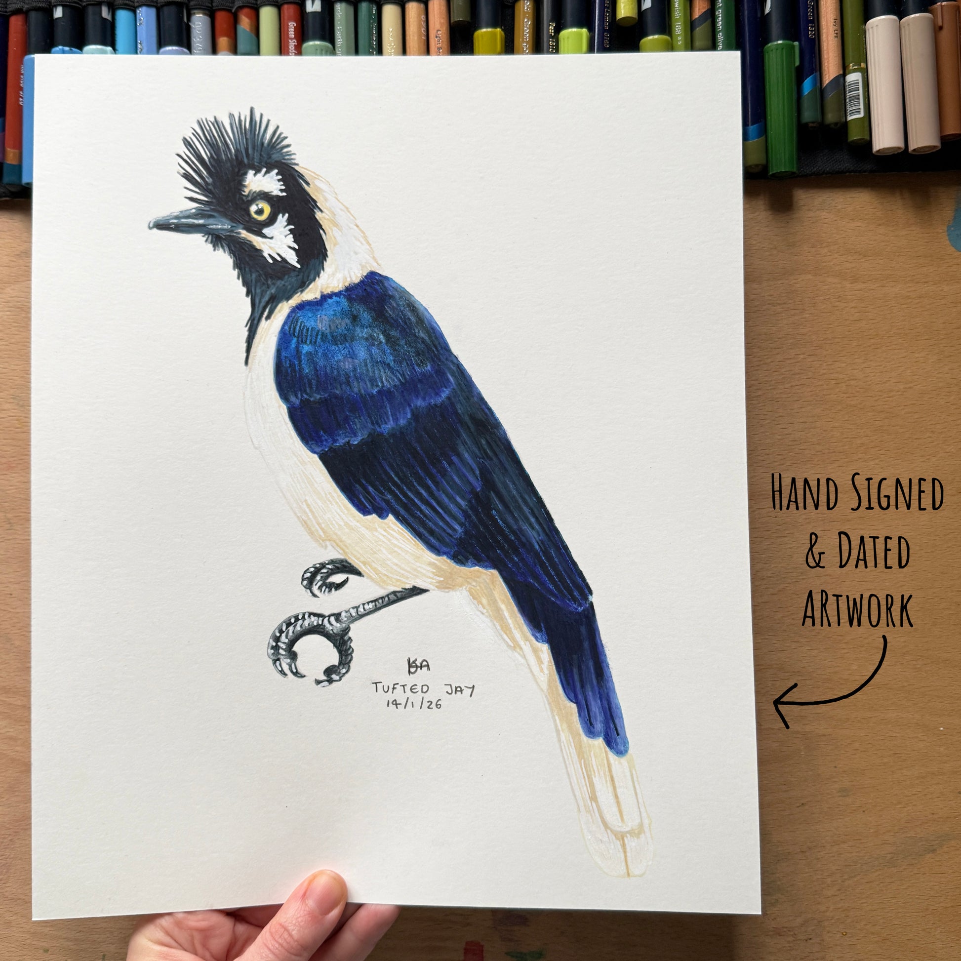 Hand-signed and dated artwork of a tufted jay bird on a white sheet, held by a hand with a wooden surface with art materials in the background.