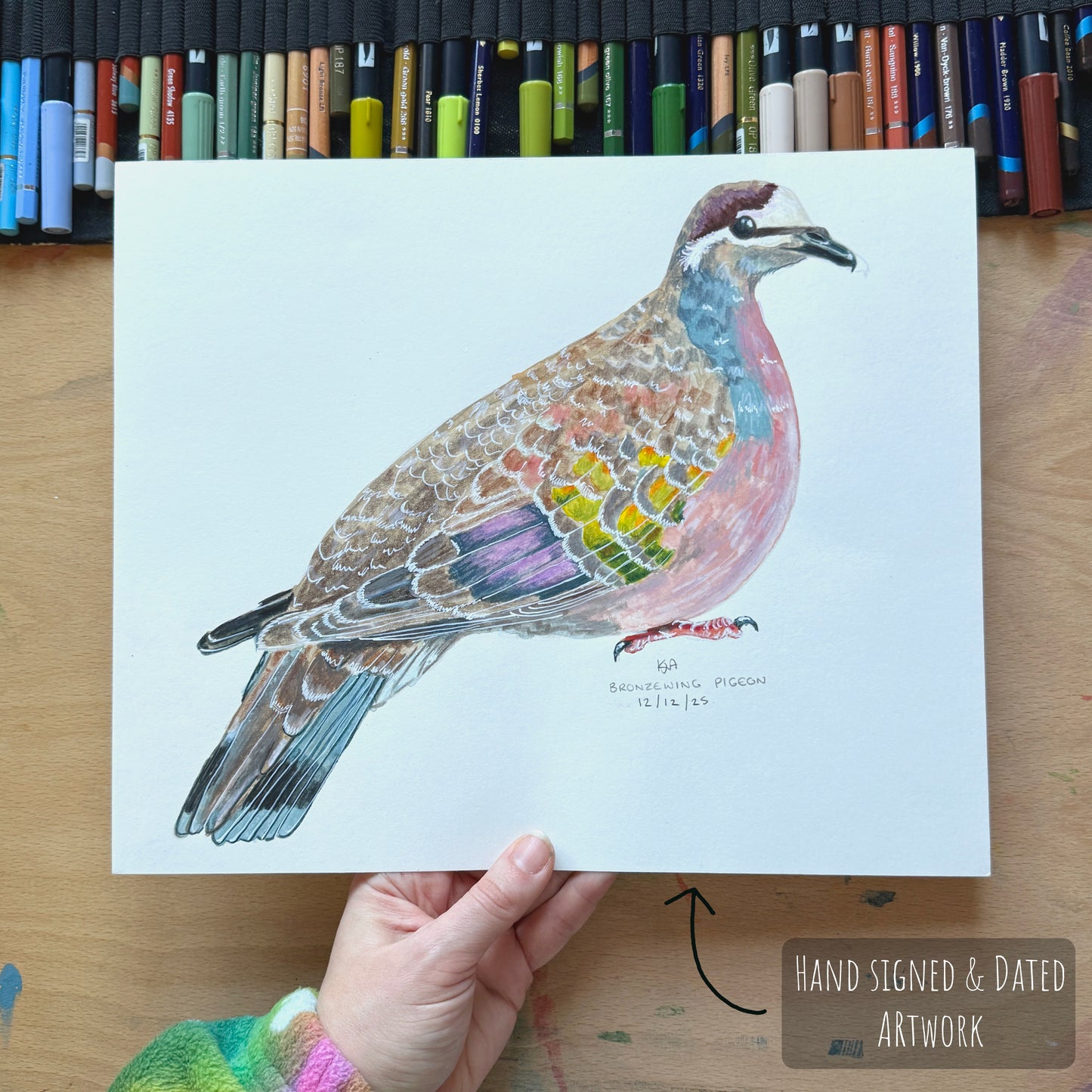Hand-drawn illustration of a colourful bronzewing dove bird held by a hand on a wooden surface with coloured pencils in the background.