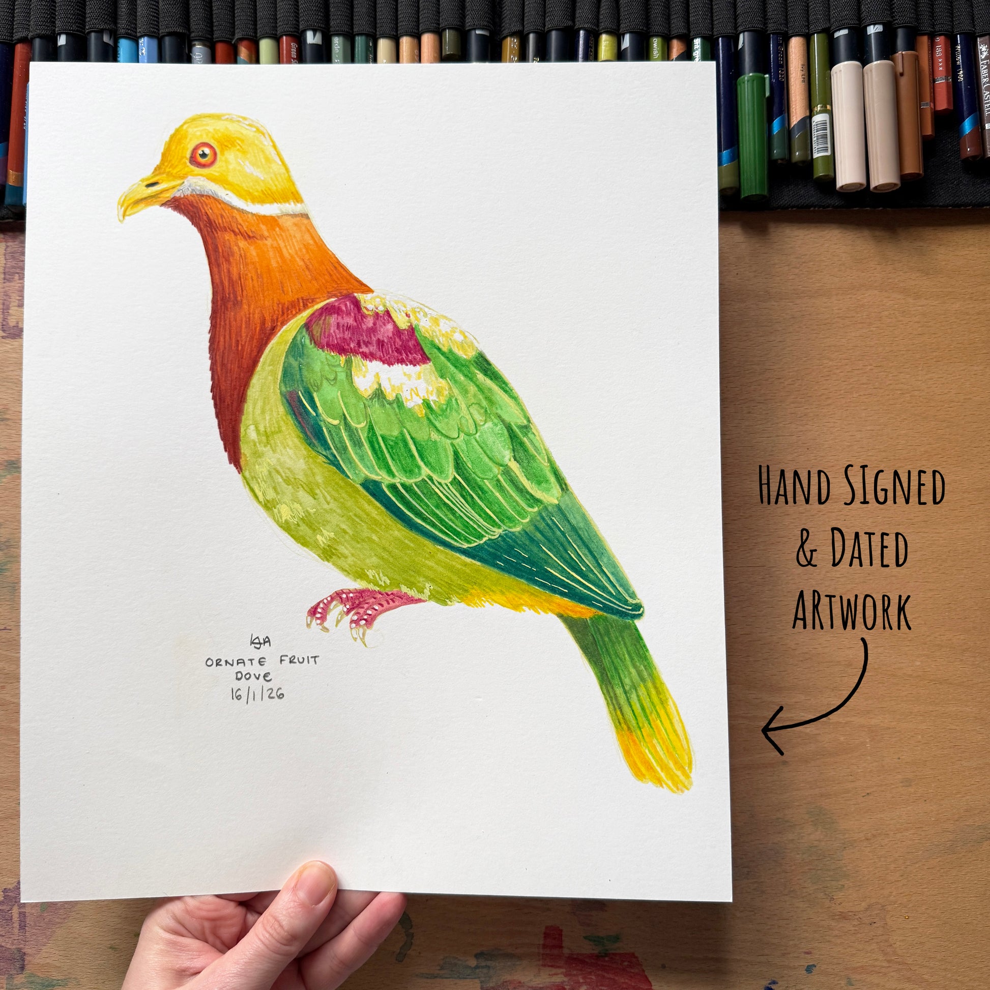 Colorful ornate fruit dove bird illustration on a white sheet of paper held by a hand, with art supplies in the background.