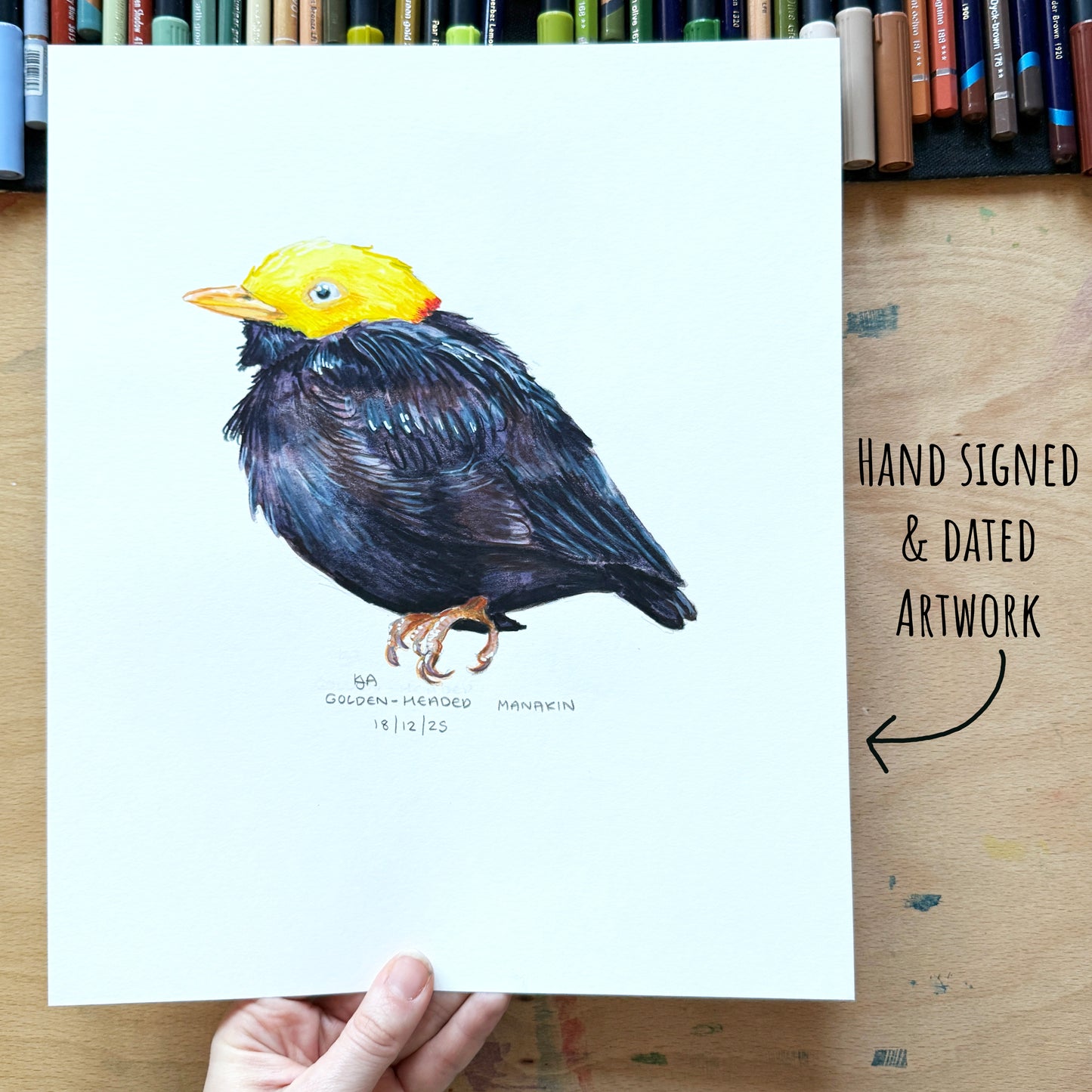 Hand-signed and dated artwork of a Golden-Headed Manakin bird held by a hand on a wooden surface with pencils in the background.