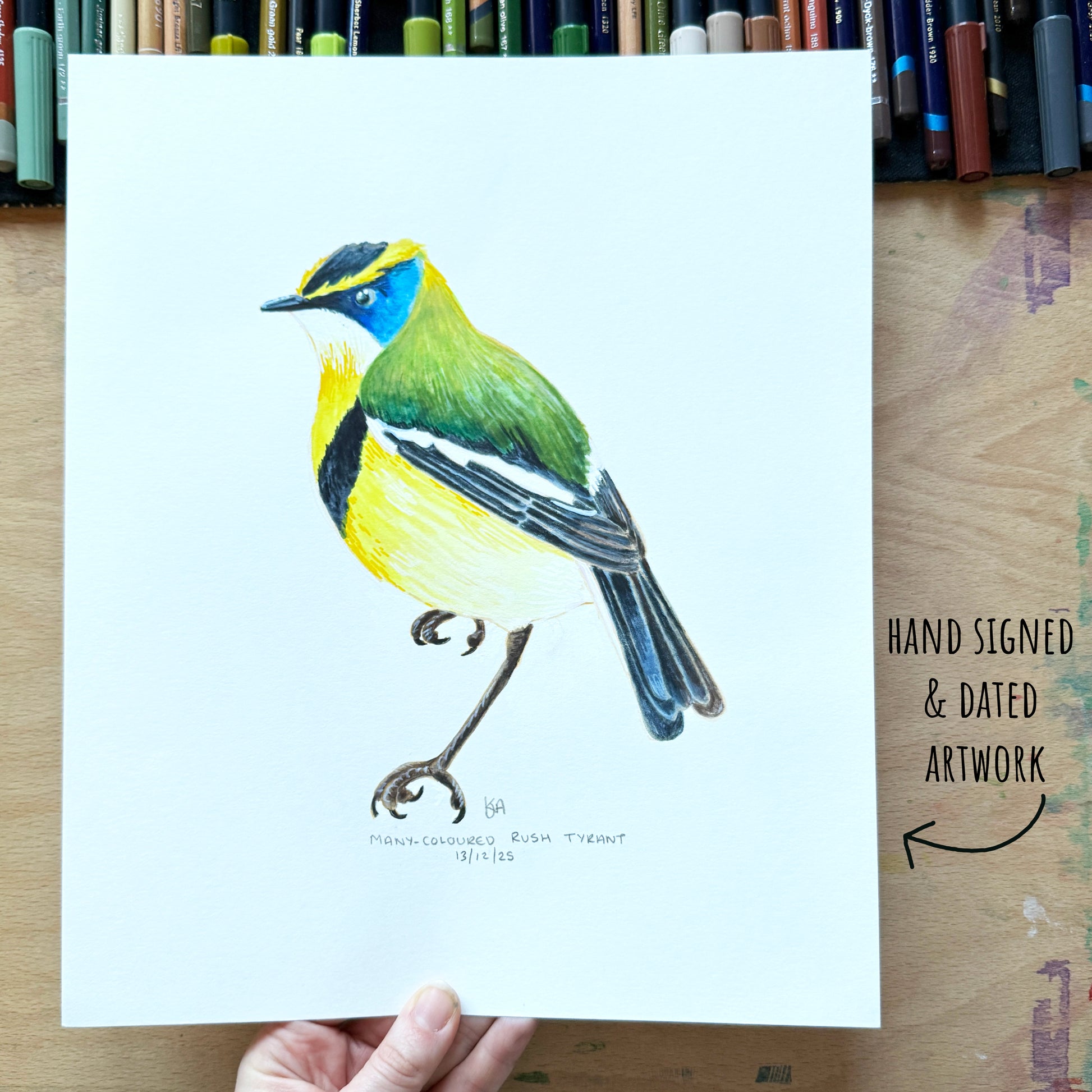 Hand-signed and dated artwork of a colourful Many-coloured Rush Tyrant bird on a white background