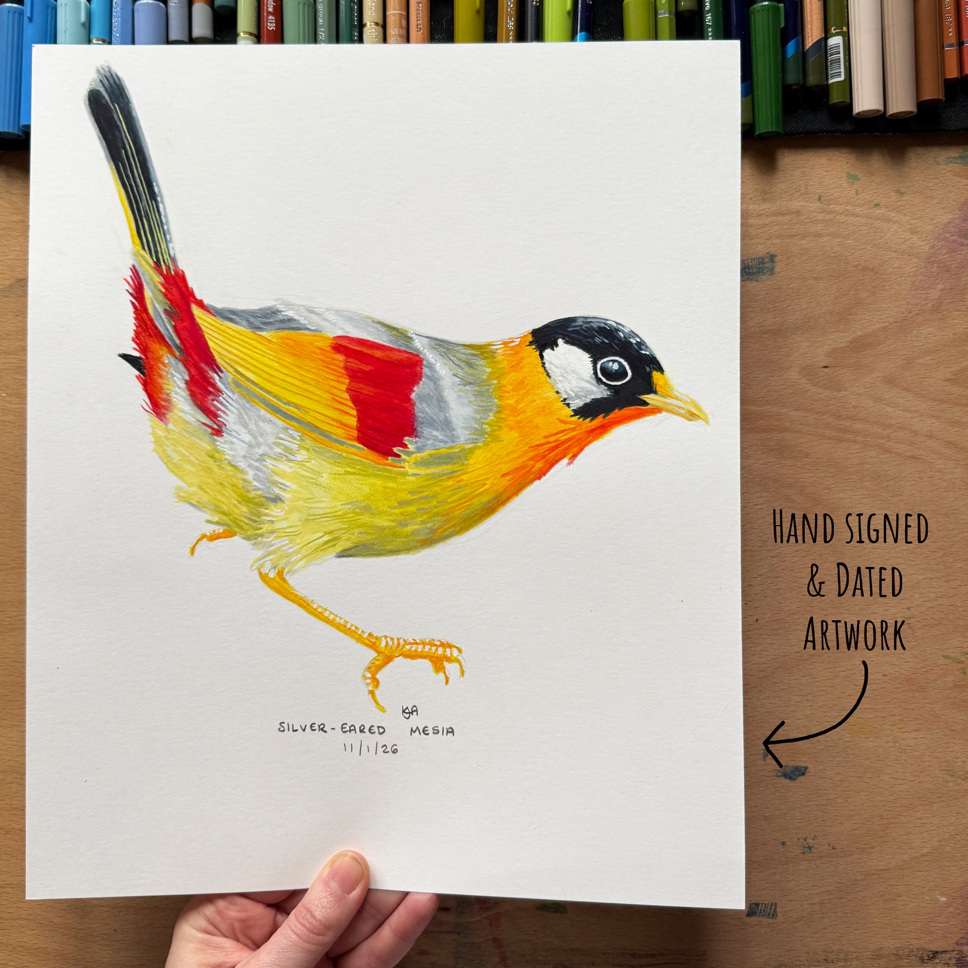 Colourful Sliver Eared Mesia bird illustration on a white sheet held by a hand, with art materials in the background.