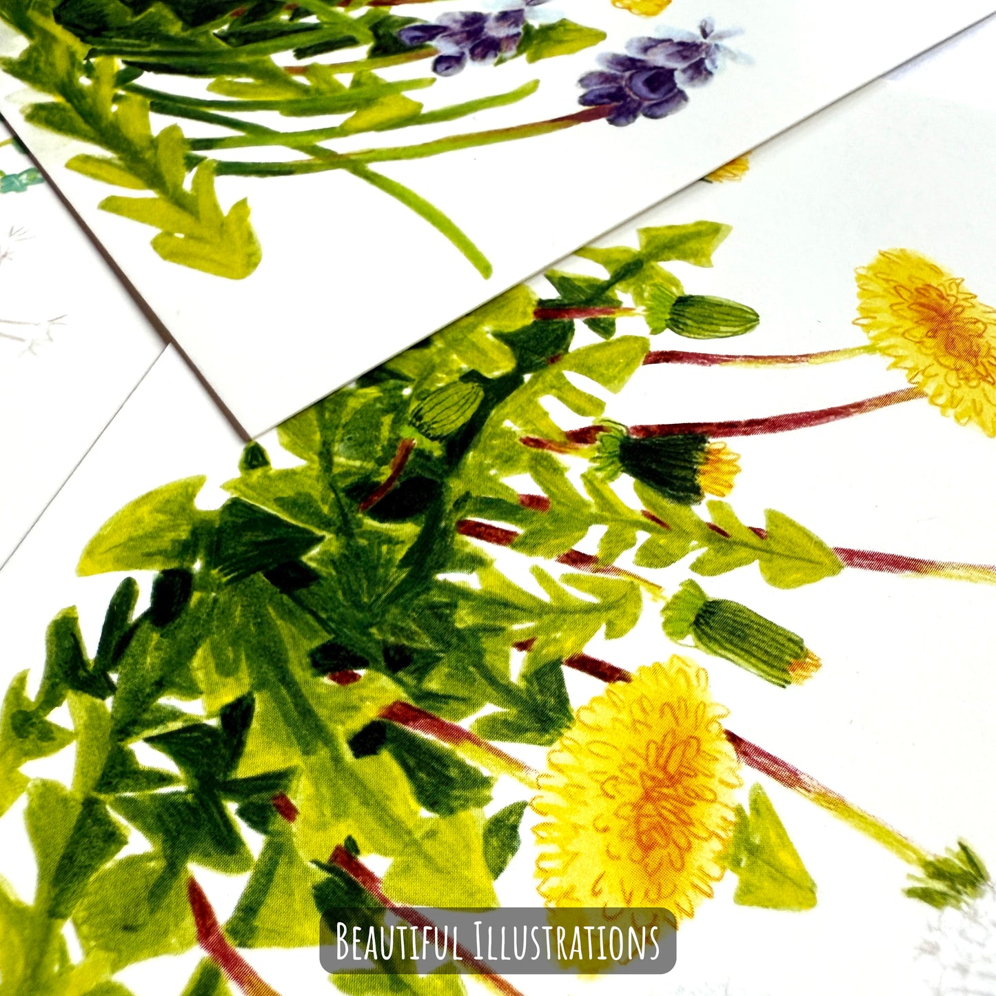 Dandelion Postcard Set - A6 Wildflower Mini Art Prints