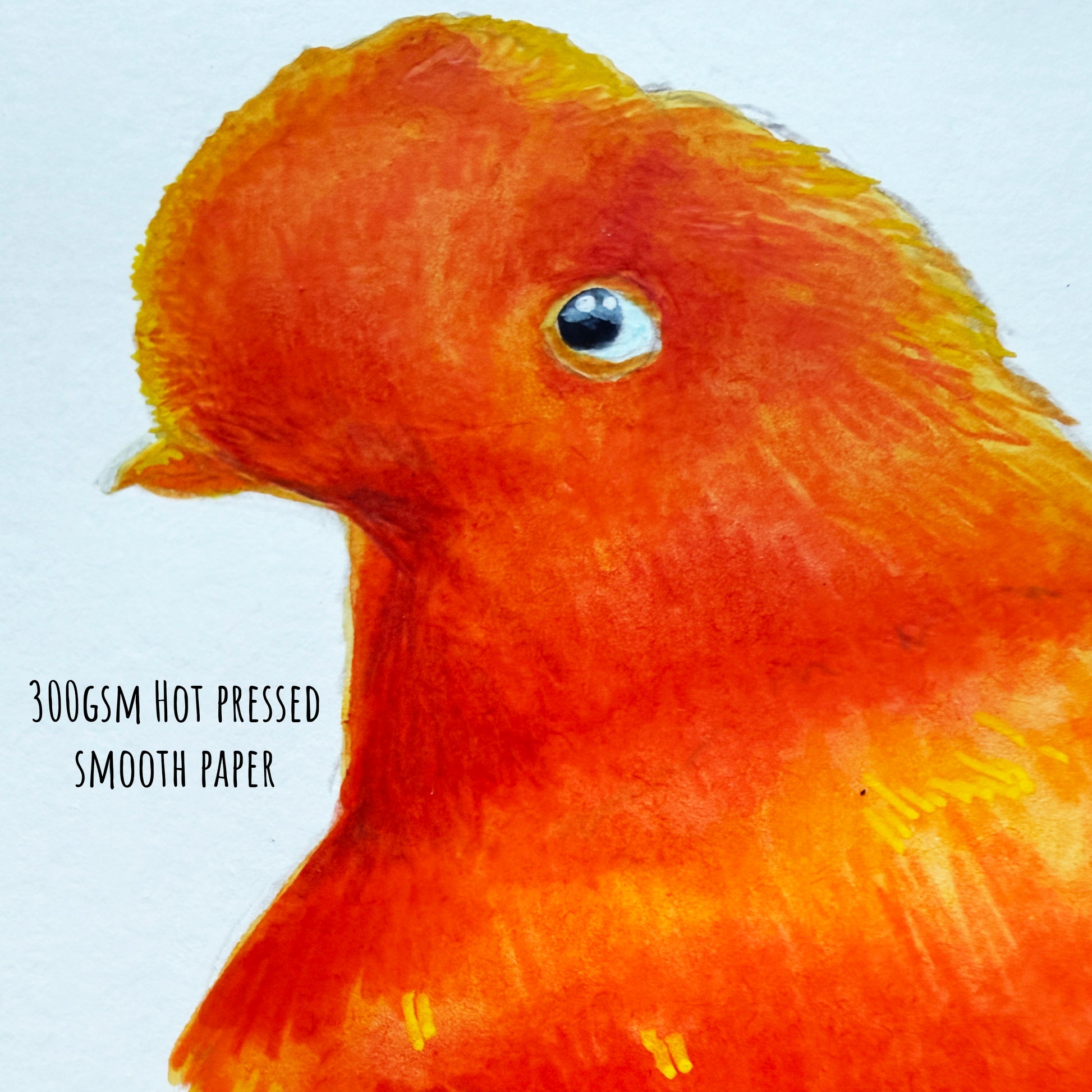 close up of the Illustration of a red and black cock of the rock bird on 300gsm hot pressed smooth paper