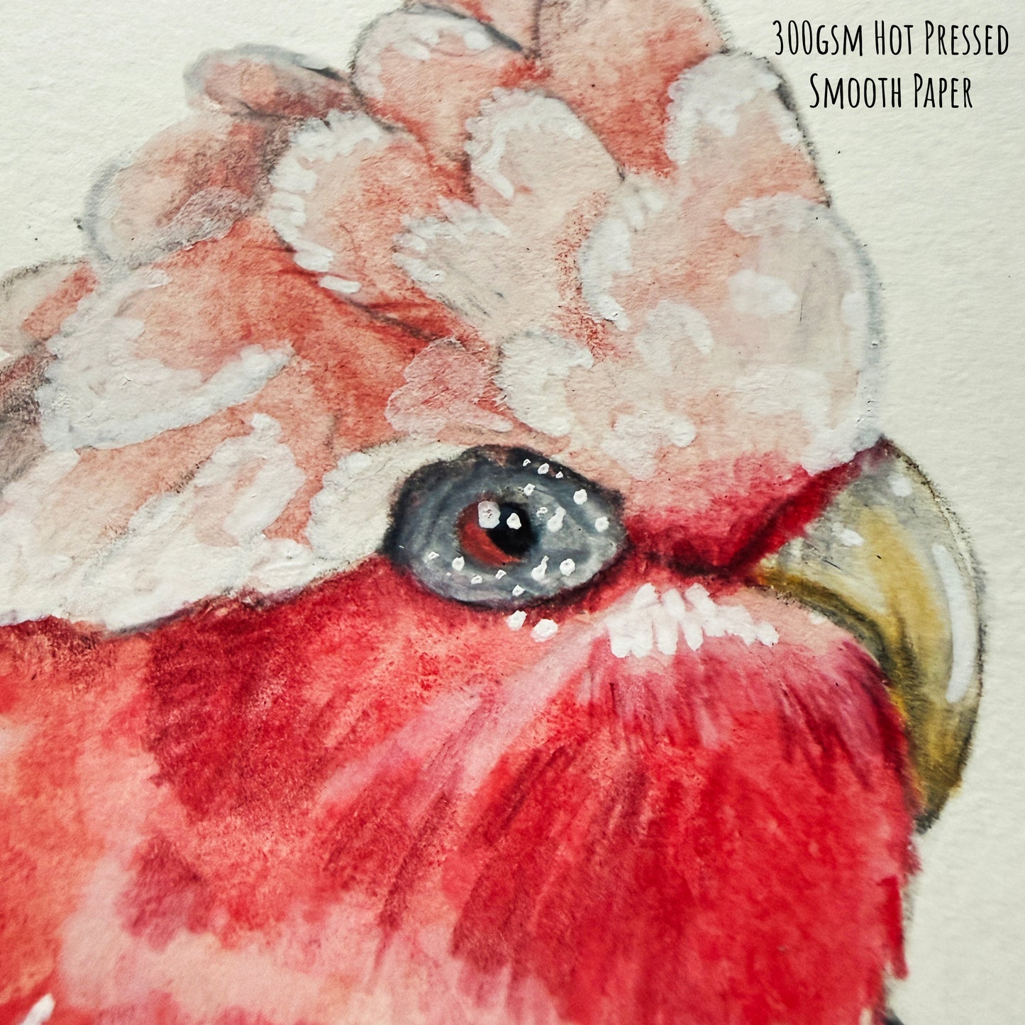 A close of the Galah cockatoo bird showing the details and textures of the artwork and paper stock.