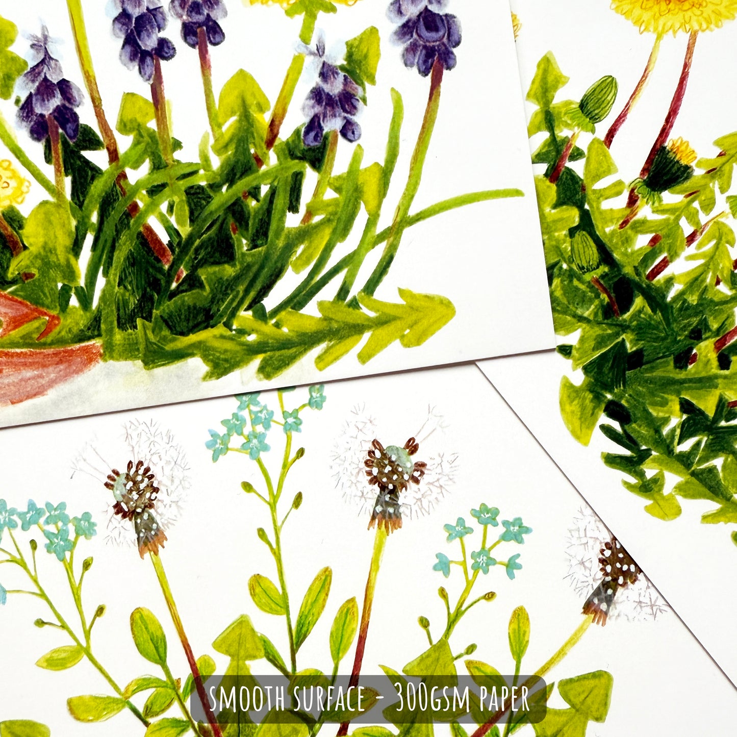 Dandelion Postcard Set - A6 Wildflower Mini Art Prints