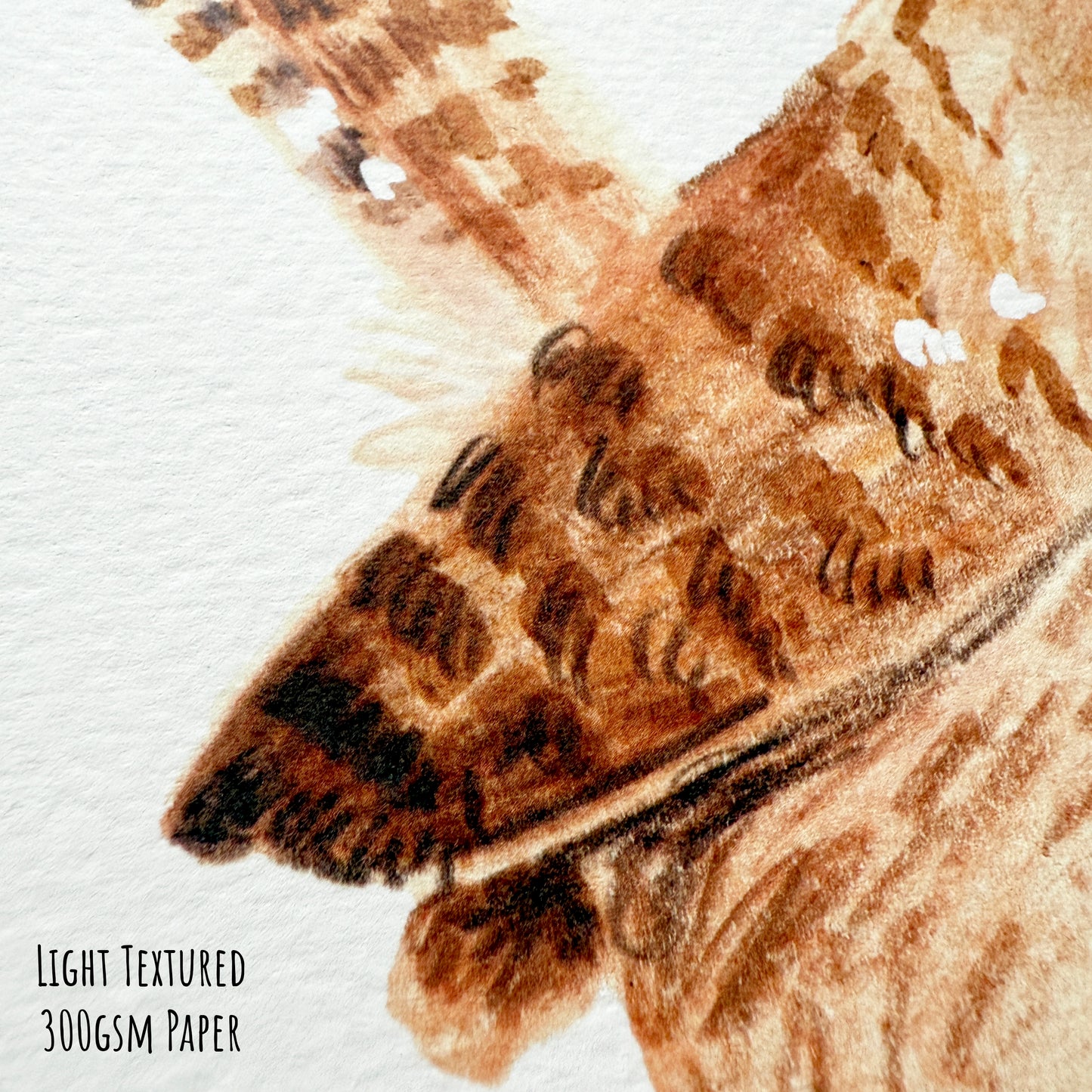 Wren Bird Art Print - Square Unframed Garden Wildlife Illustration