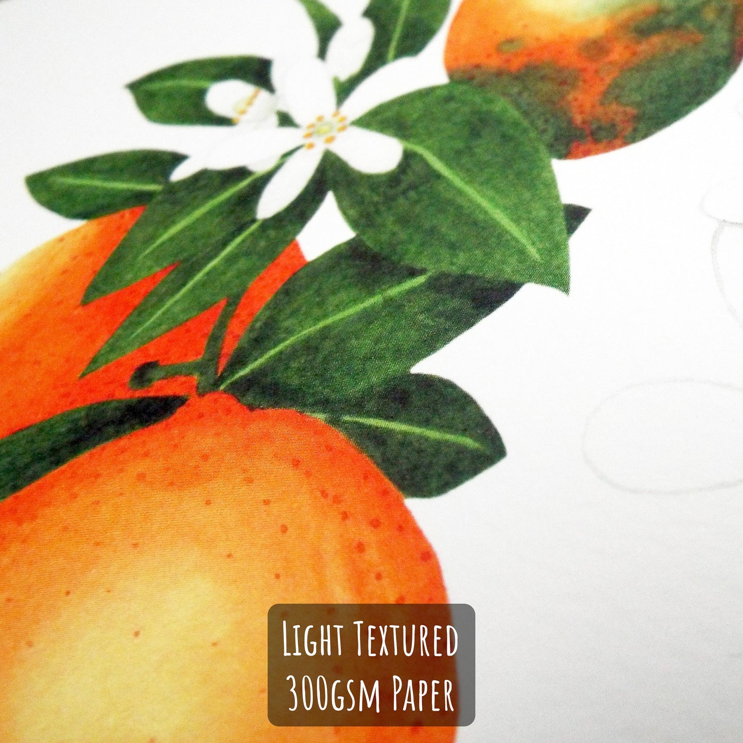 Botanical Orange Art Print - A4 & A5 Citrus Illustration for Kitchen Wall Deco