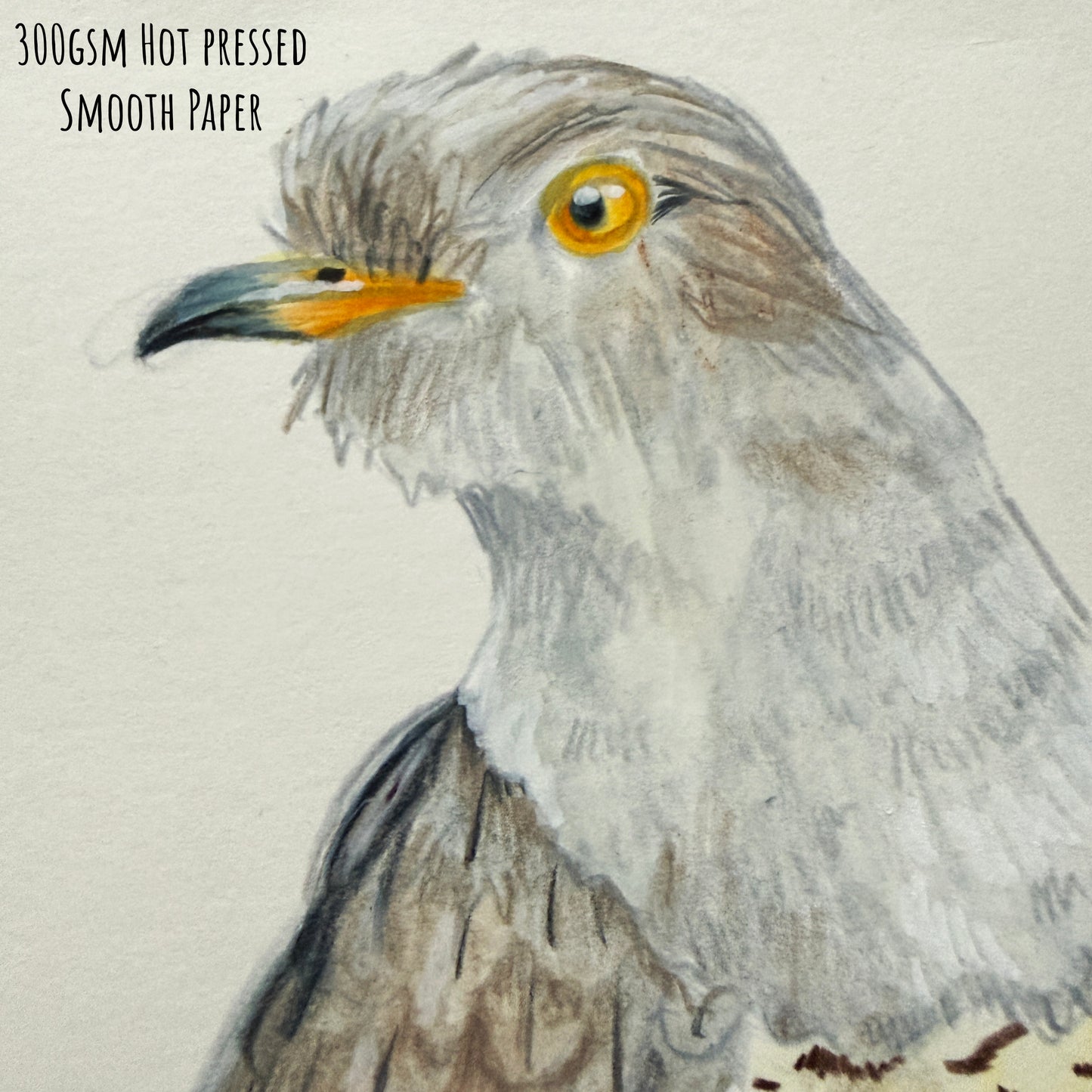 A close of the common cuckoo bird showing the details and textures of the artwork and paper stock.