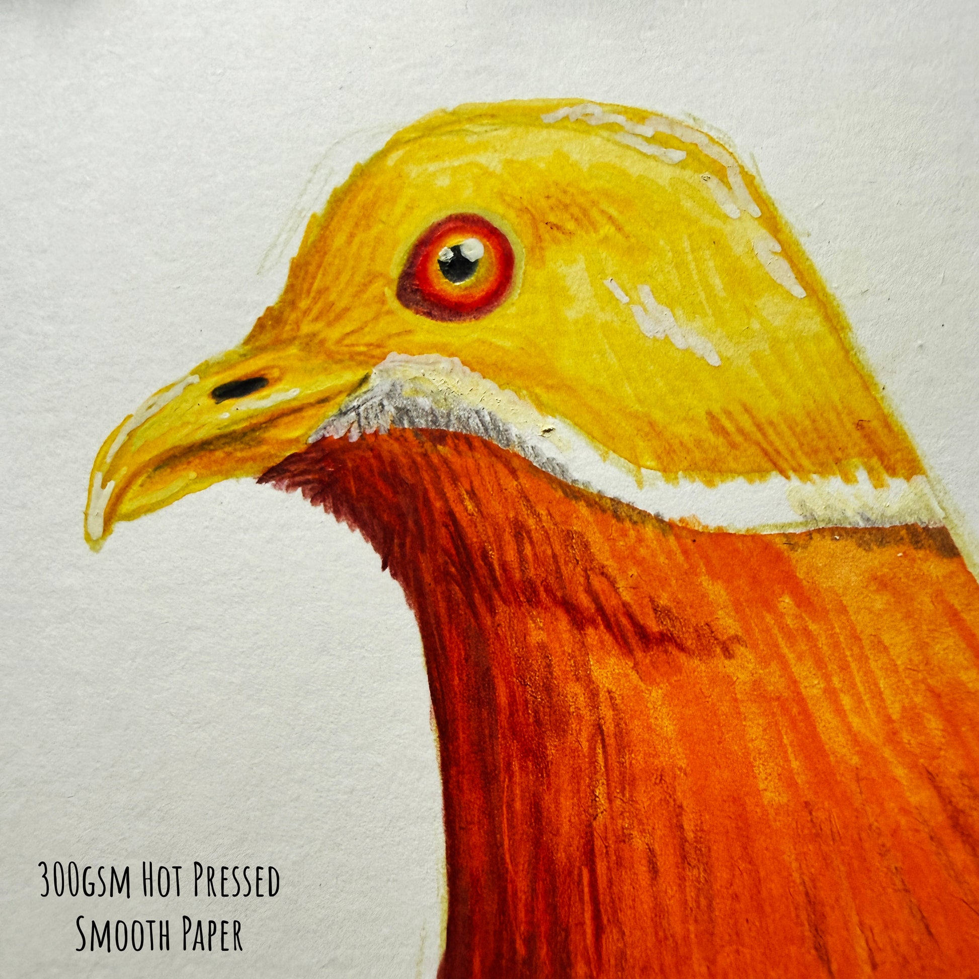A close of the Ornate fruit dove bird showing the details and textures of the artwork and paper stock.