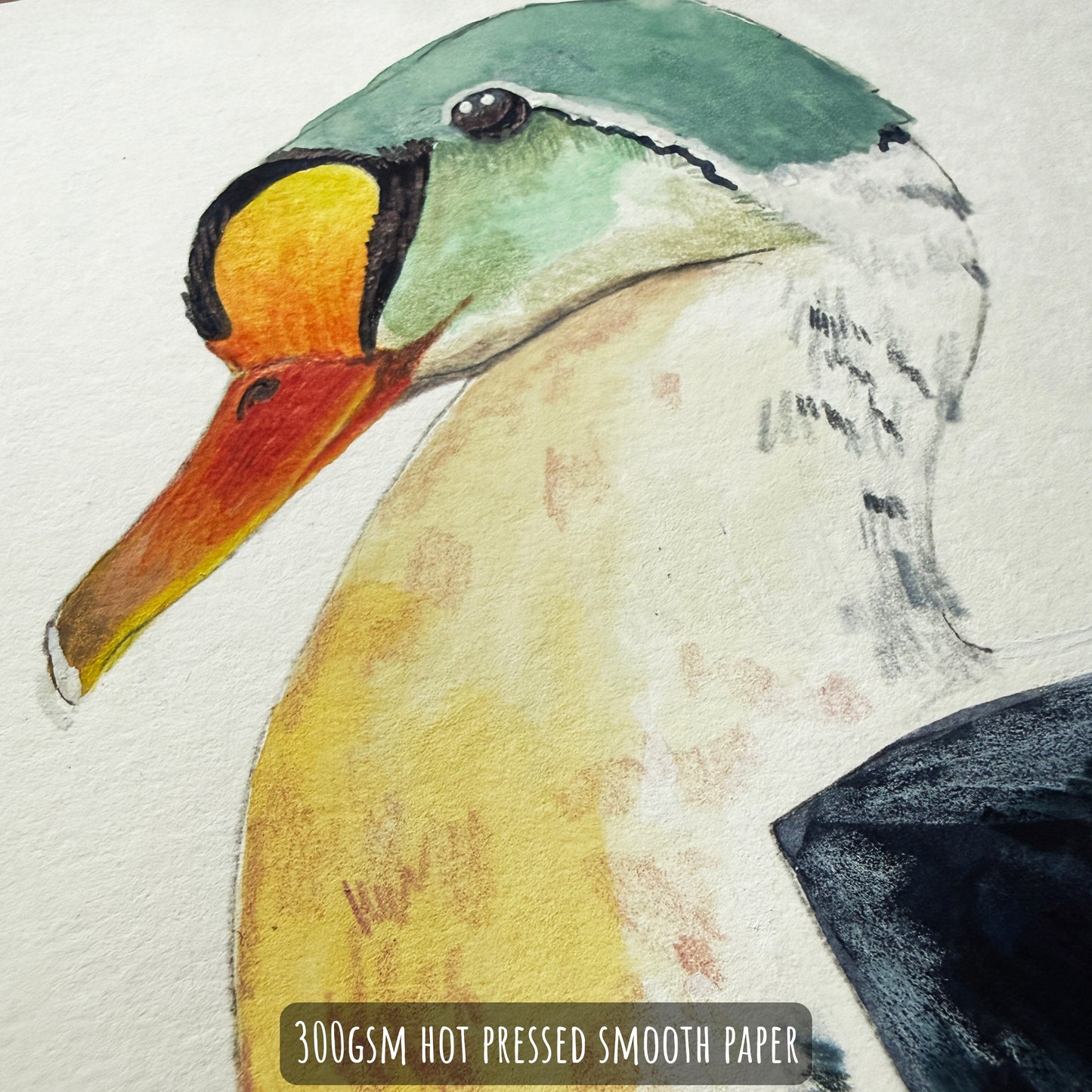 Close-up of a King Eider Duck illustration on 300 GSM hot pressed smooth paper