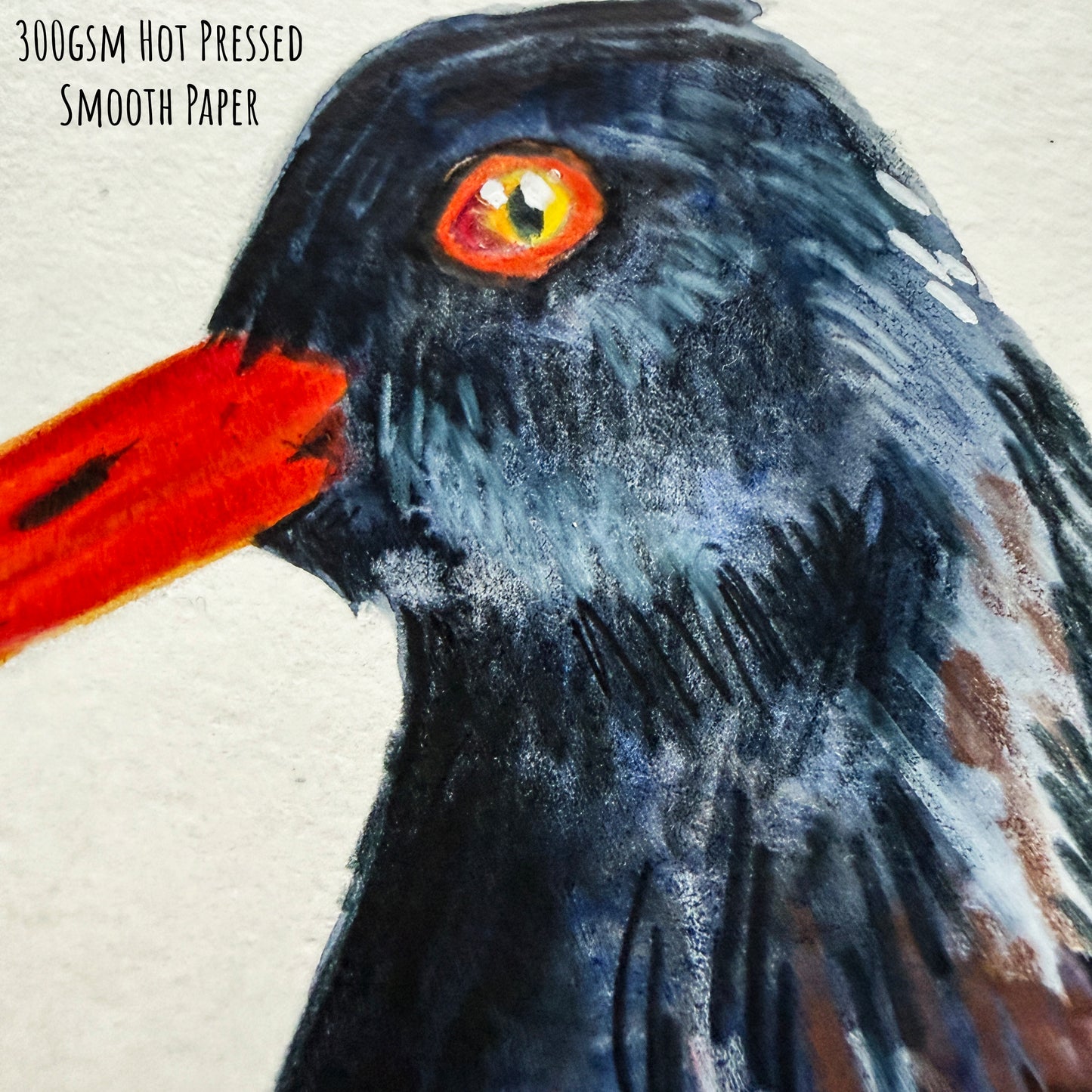 A close of the oyster catcher bird showing the details and textures of the artwork and paper stock.