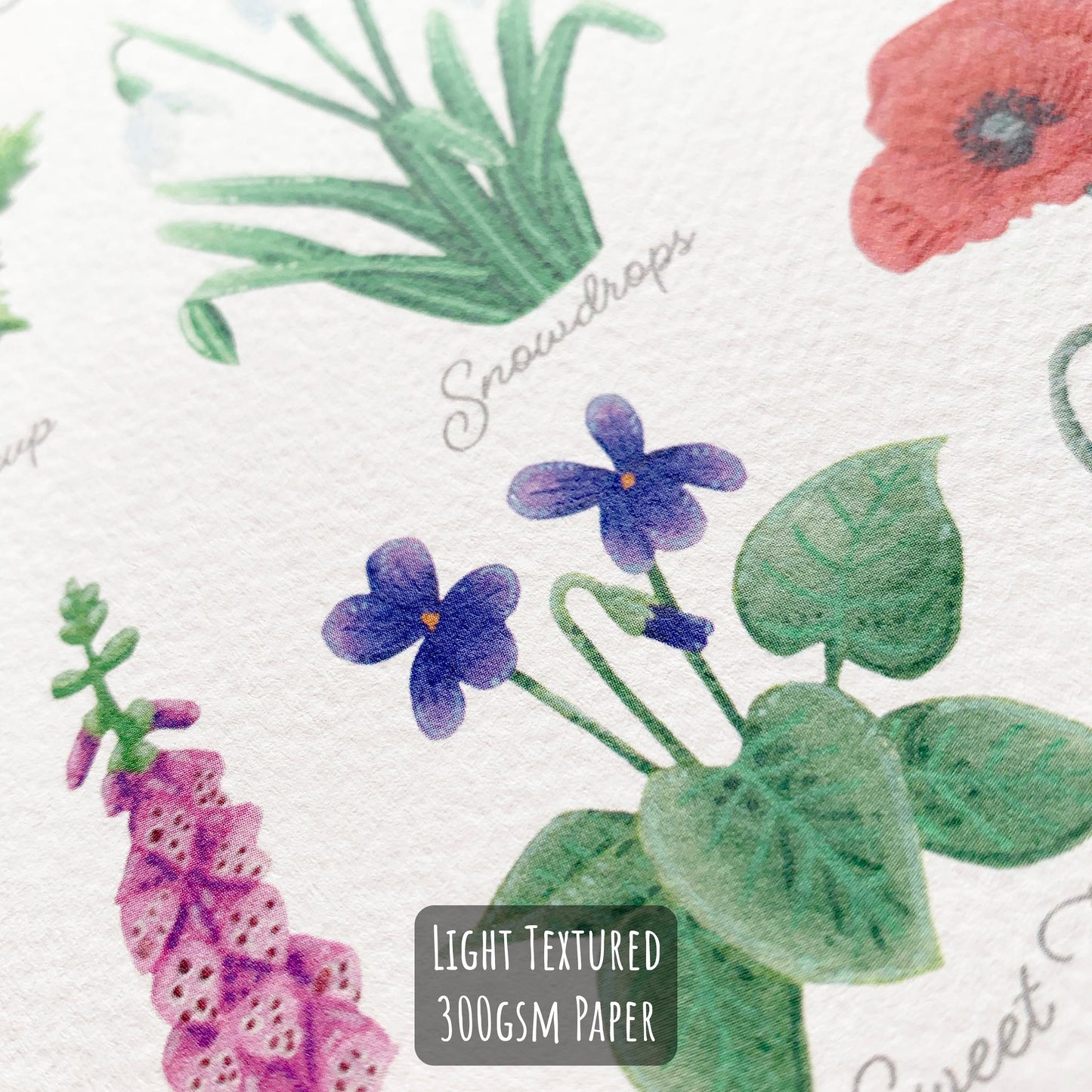 British Wildflower Art Print - A4 & A3 Unframed Botanical Illustration