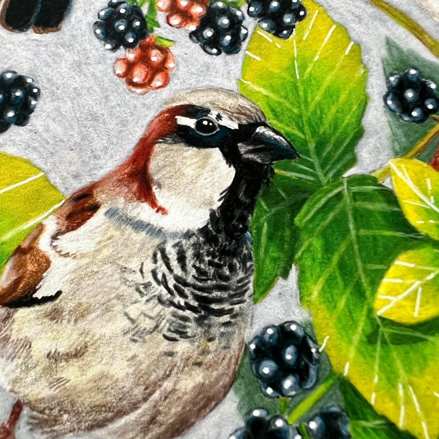 close up of House Sparrow and Brambles Giclée Art Print Illustration of a bird with blackberries and green leaves showing the details and textures