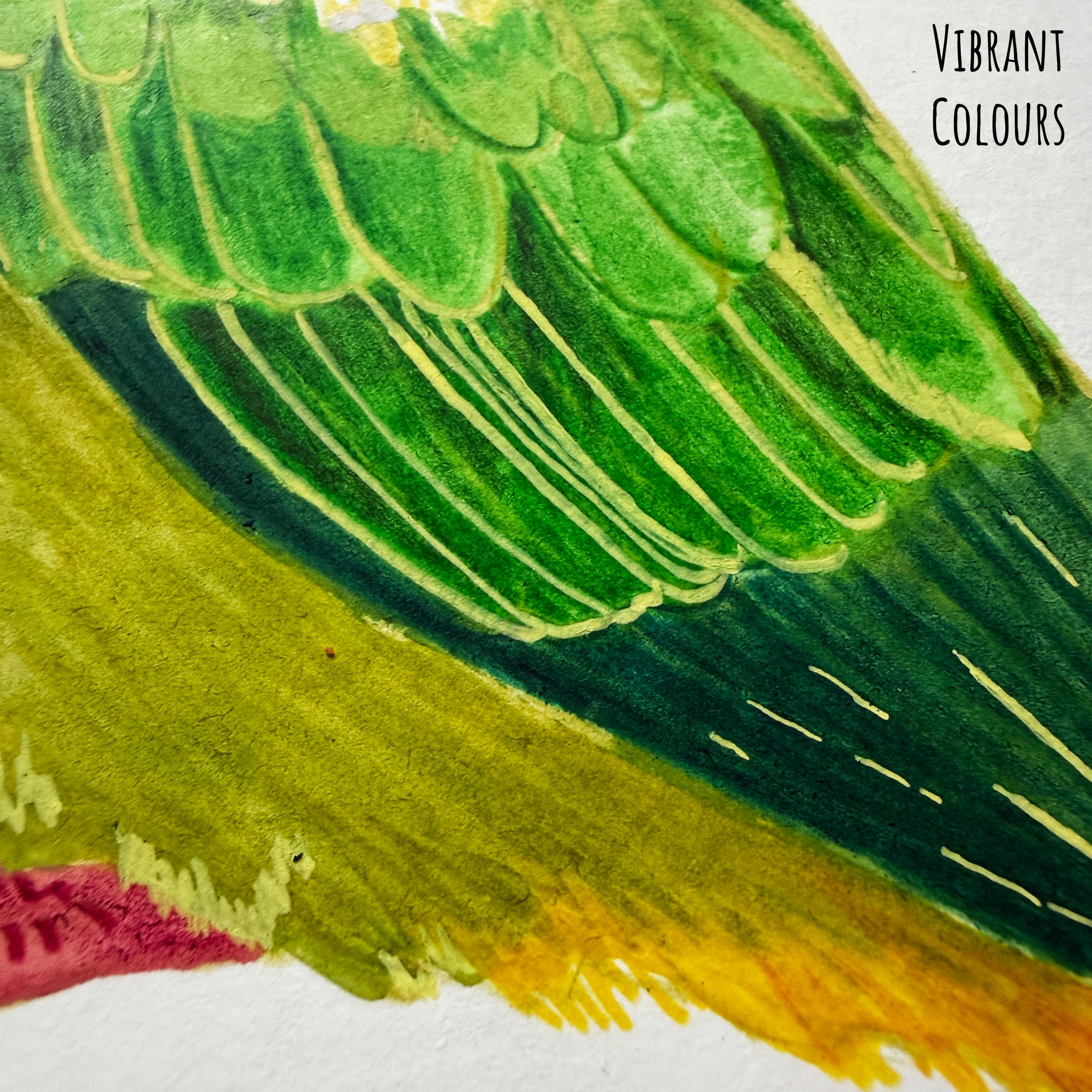 A close of the Ornate fruit dove bird showing the details and textures of the artwork and paper stock.