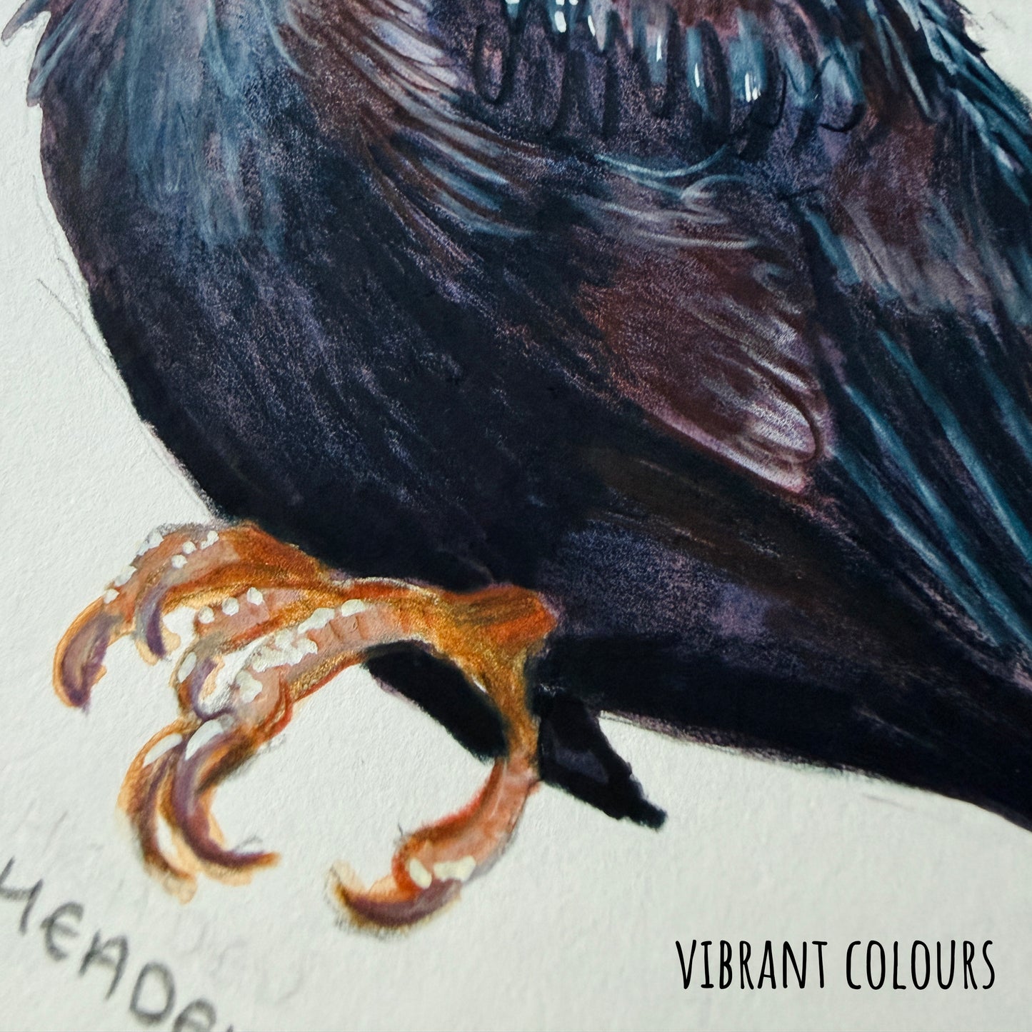 Close-up of a Golden-Headed Manakin
bird's foot with detailed feathers on a textured background, labeled 'Vibrant Colours'.